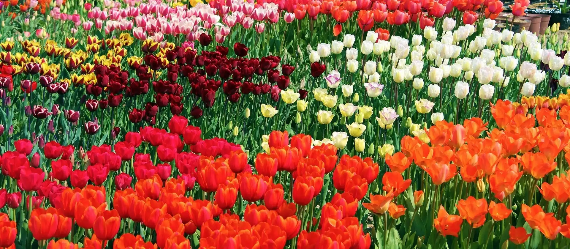 Tulipany, Kolorowe