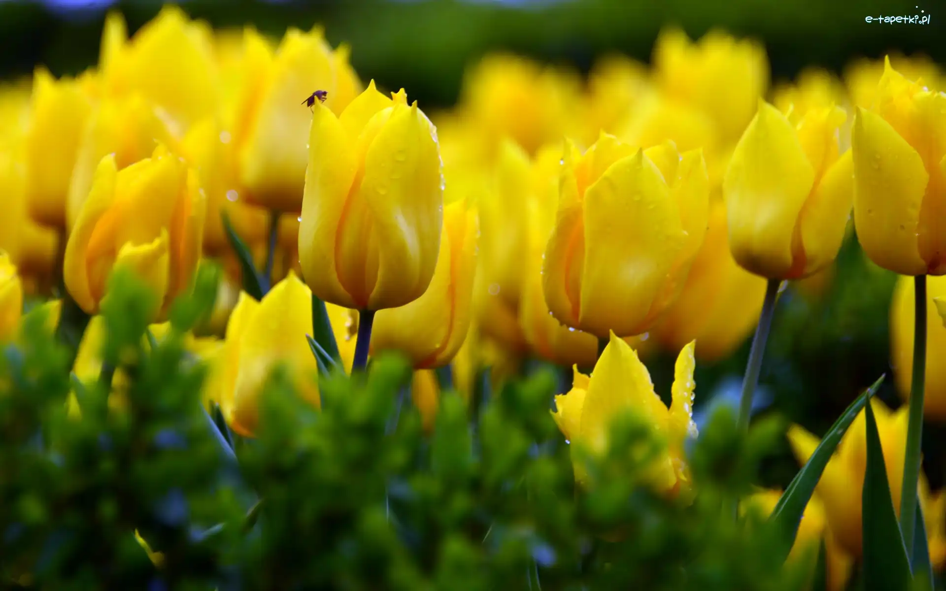Owad, Tulipany, Żółte