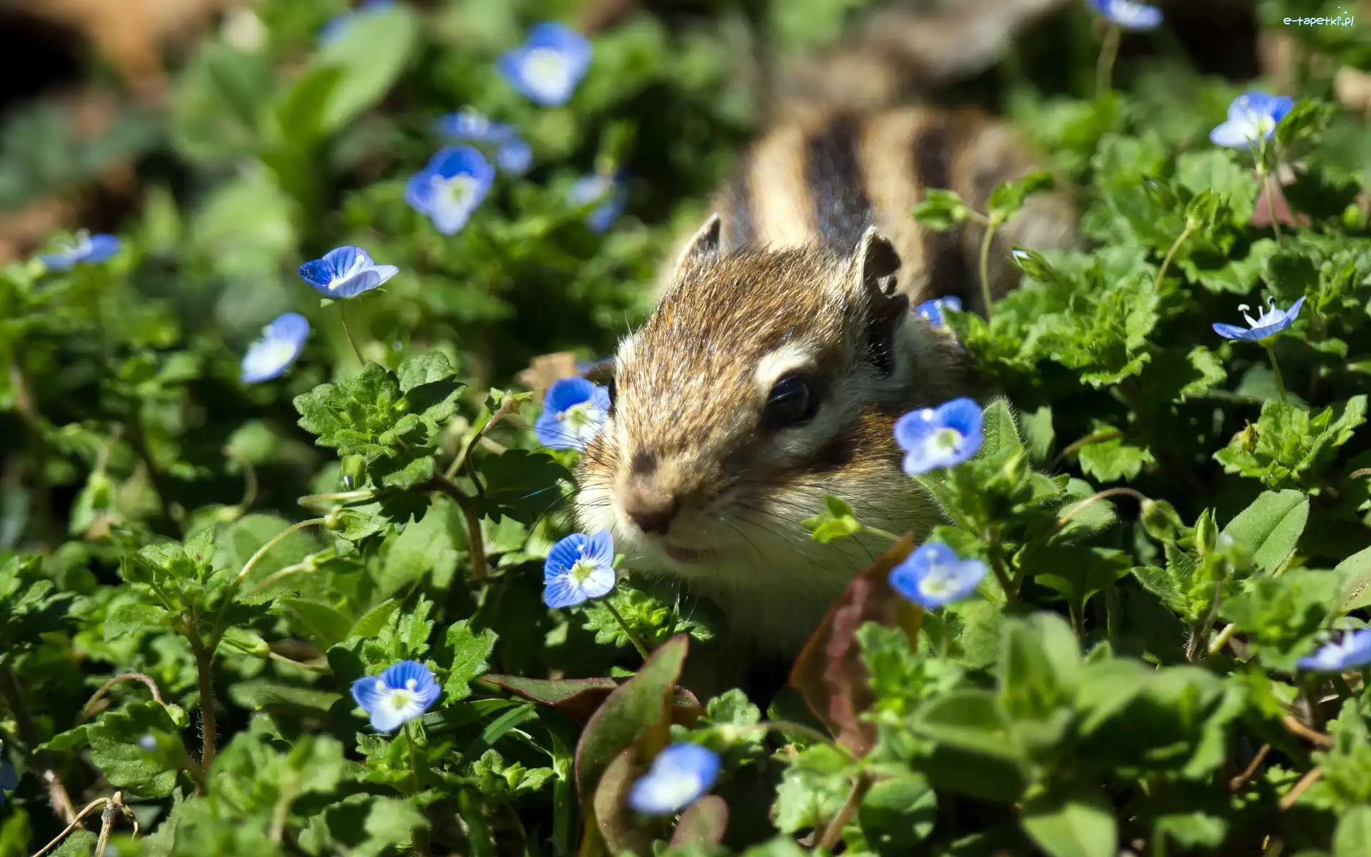 Kwiatuszki, Chipmunk