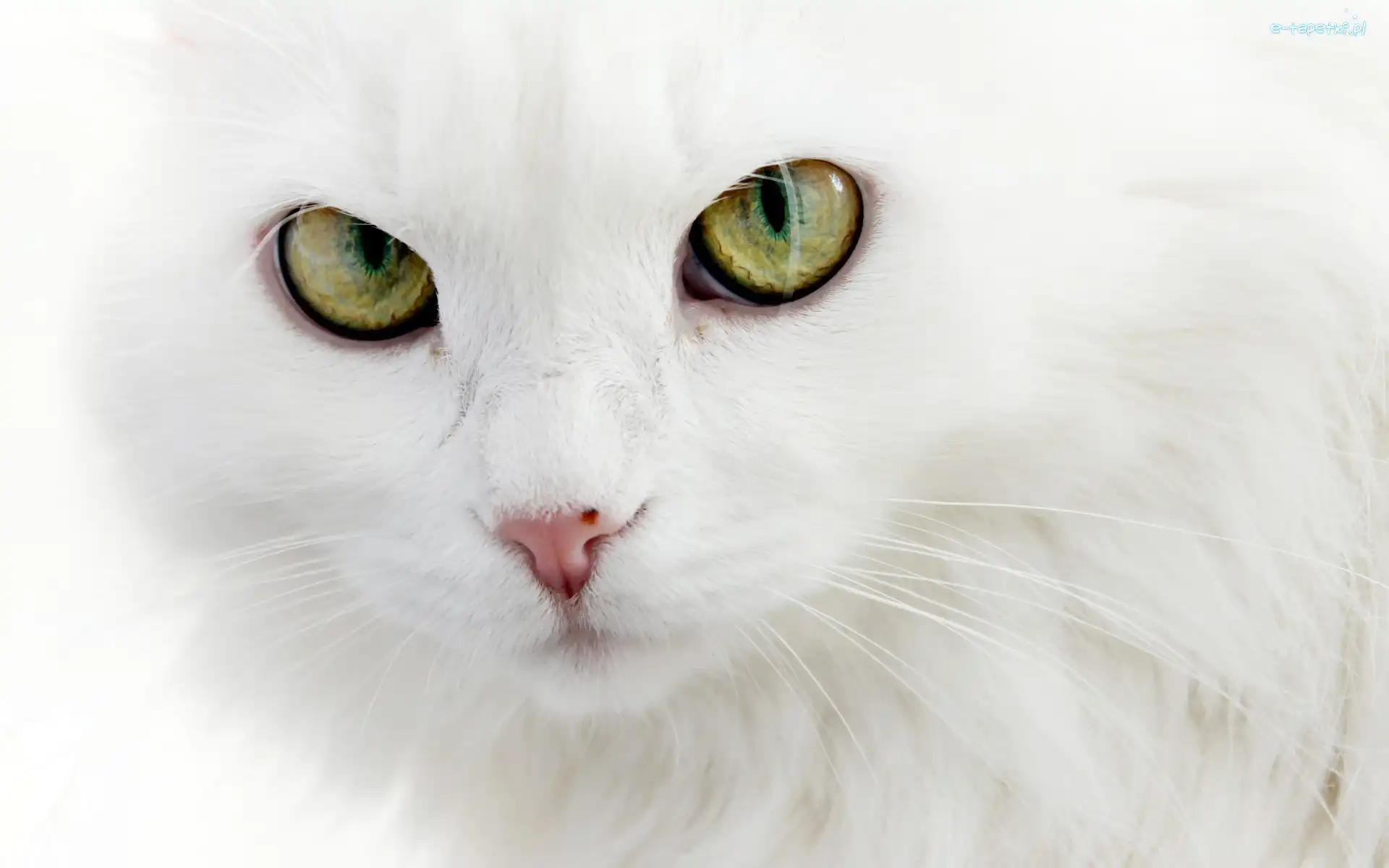 turecka angora, Kot, Biały