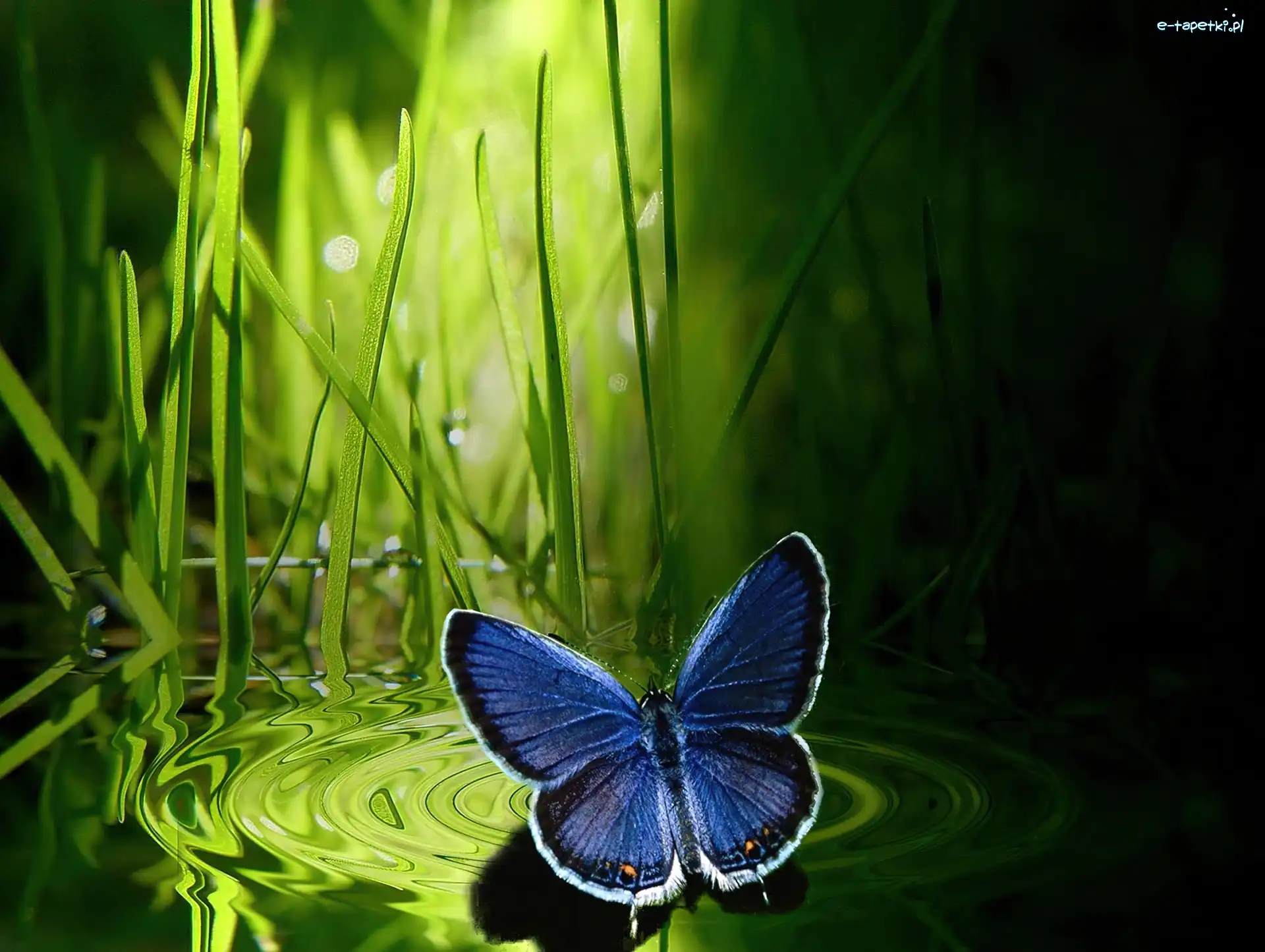 Trawa, Motyl, Granatowy
