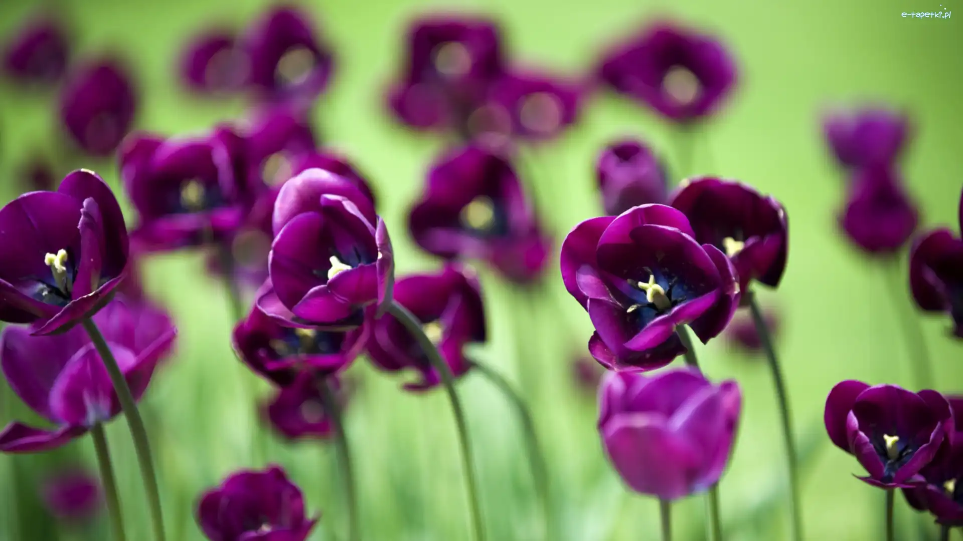 Tulipany, Fioletowe