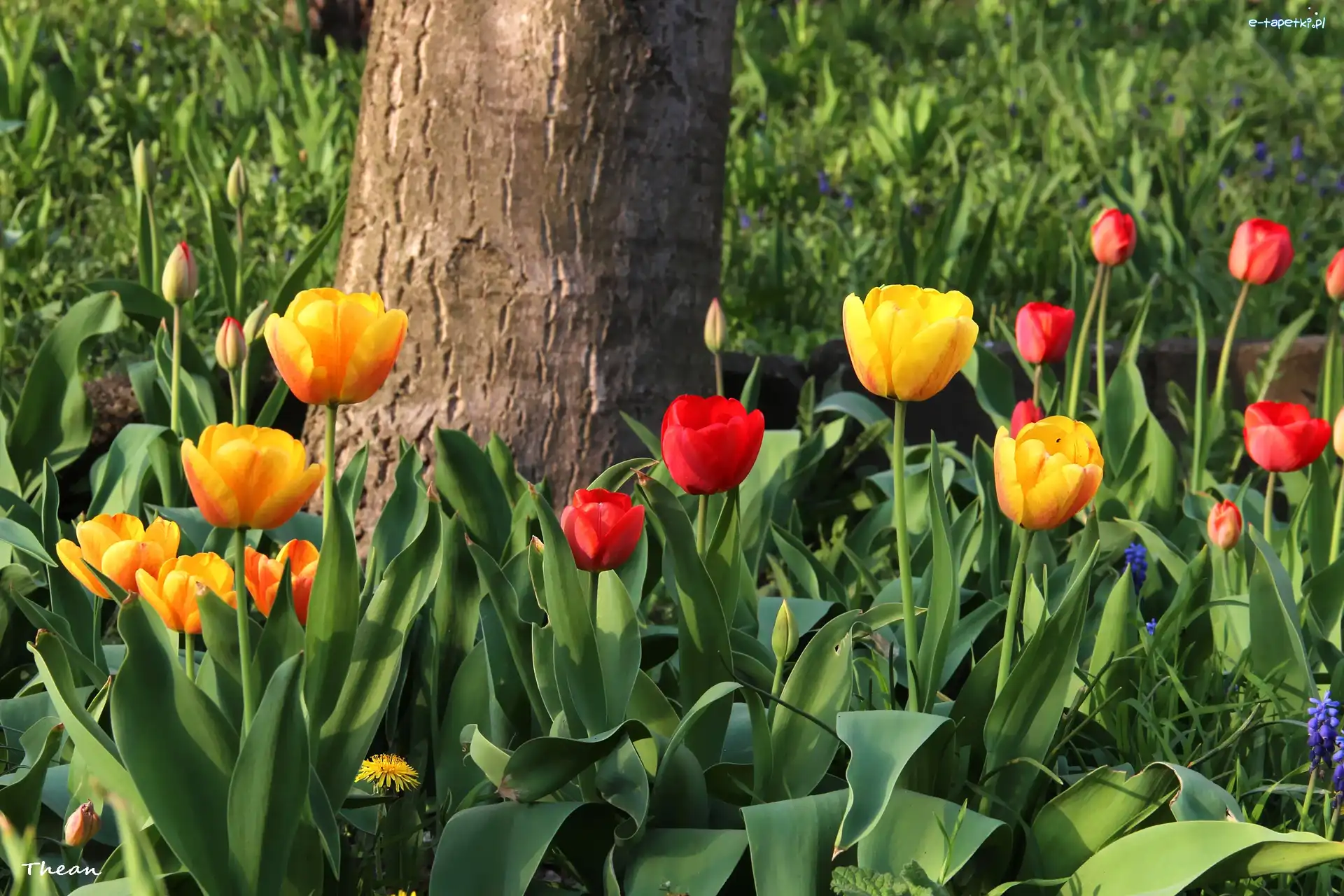 Tulipany, Czerwone, Żółte