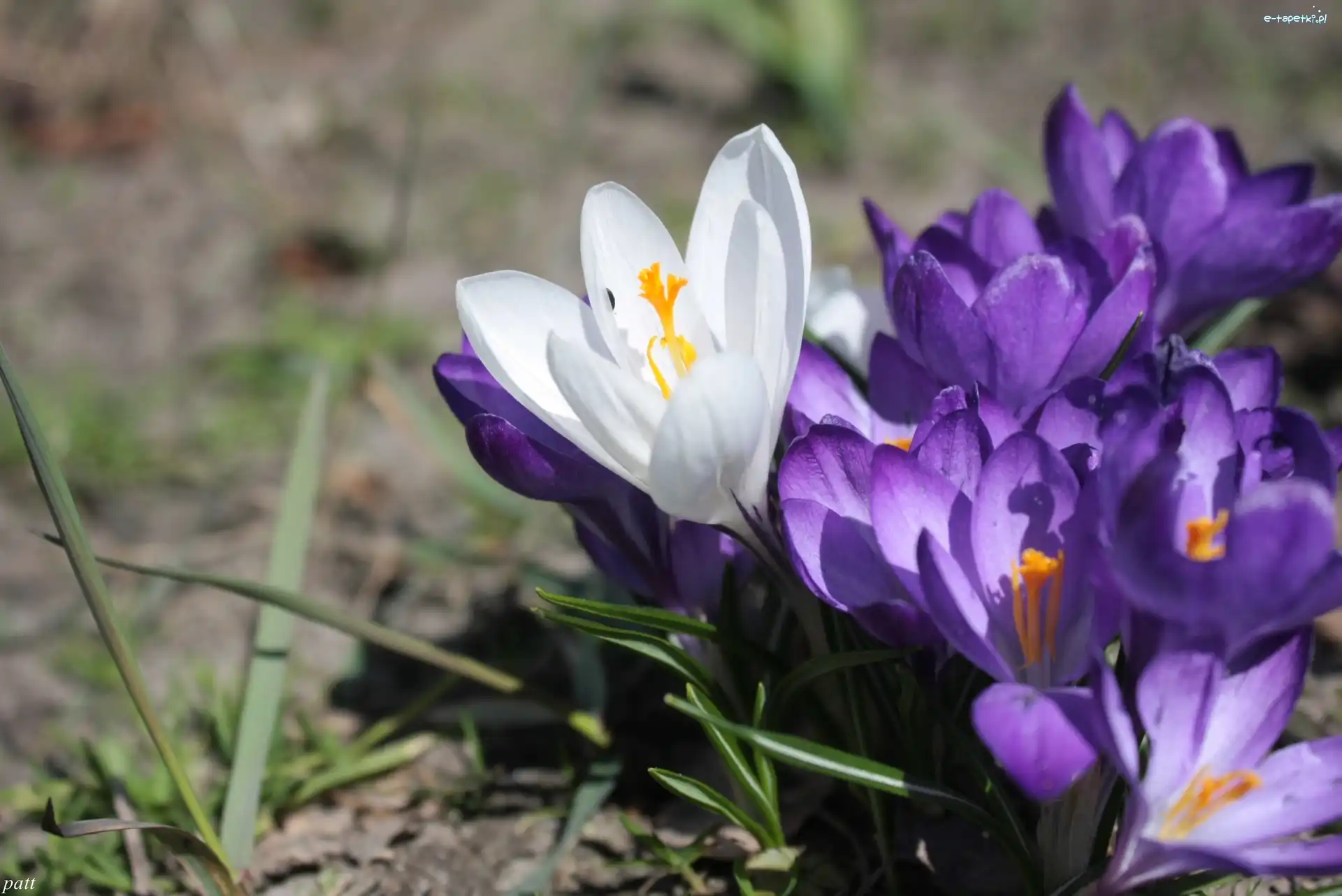 Krokus, Fioletowy, Biały