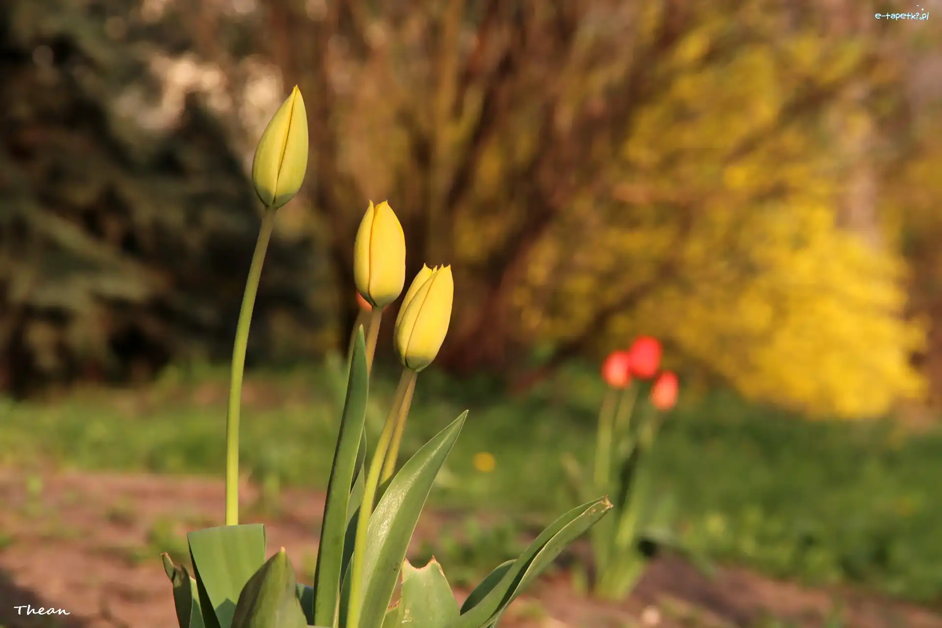 Kwiaty, Tulipany, Żółte