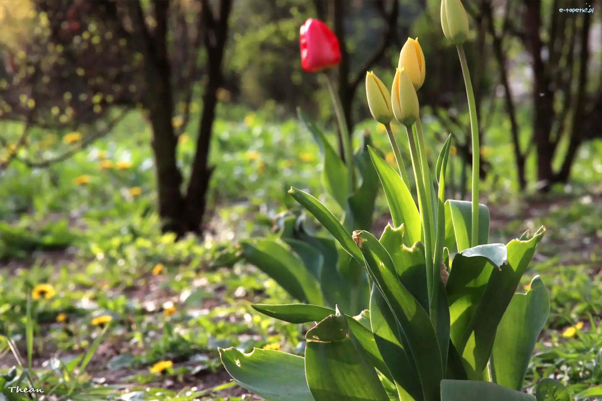 Kwiaty, Tulipany, Żółte