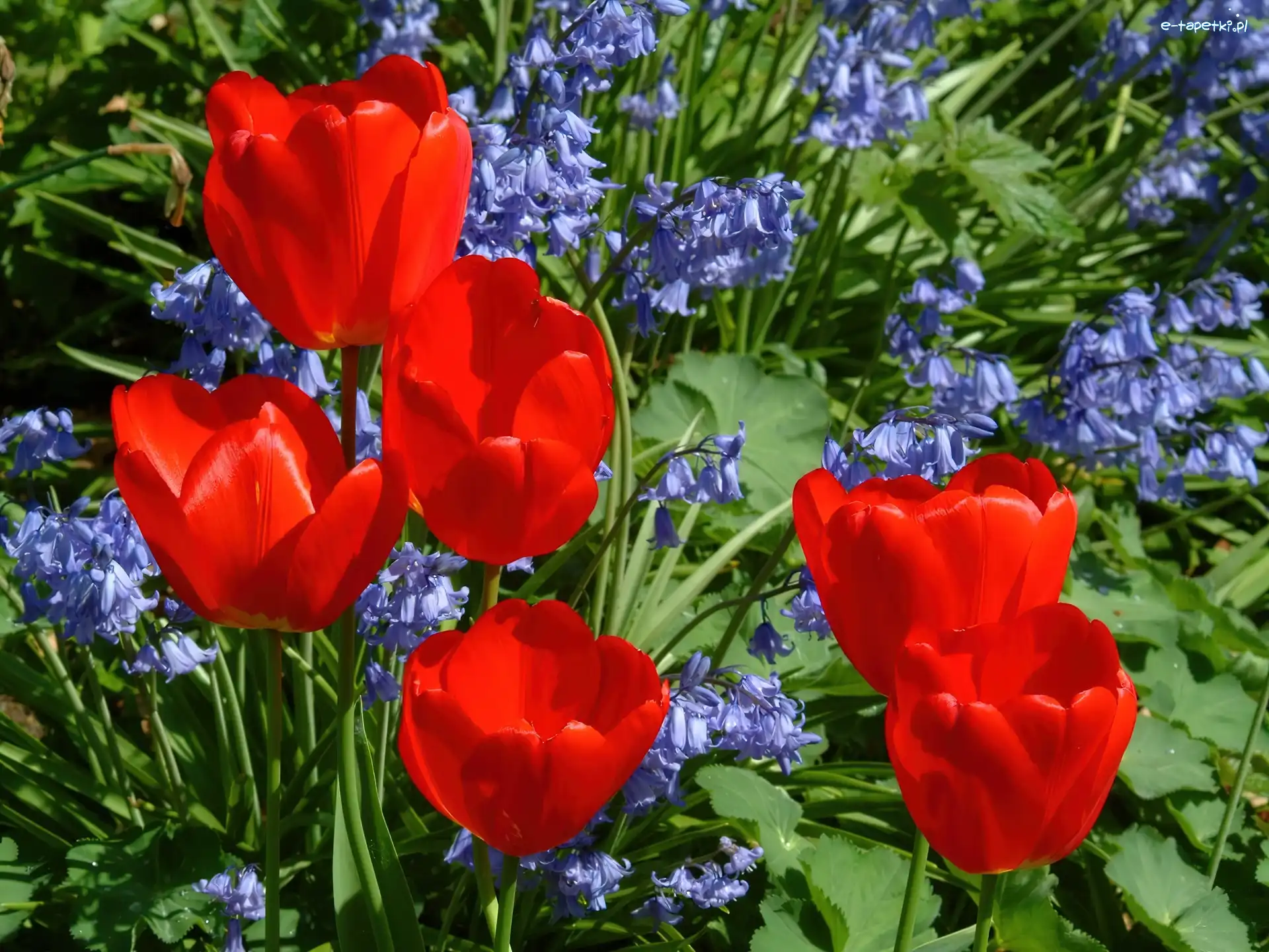 Tulipany, Hiacynt, Niebieski, Czerwone