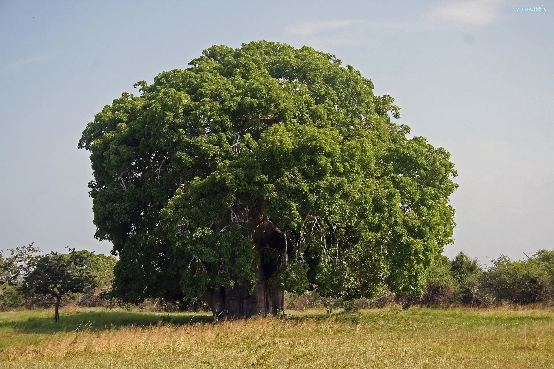 Łąka, Baobab