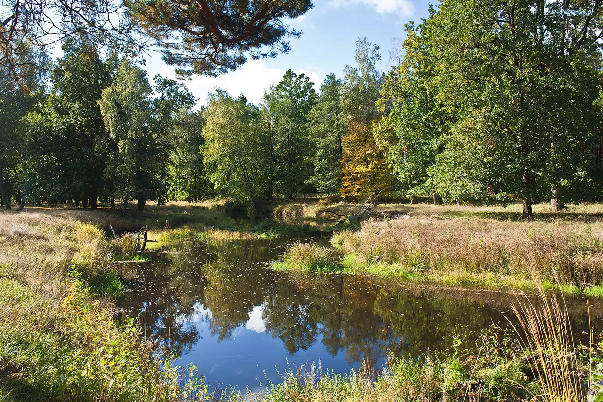 Jesień, Drzewa, Rzeczka, Odbicie, Rośliny
