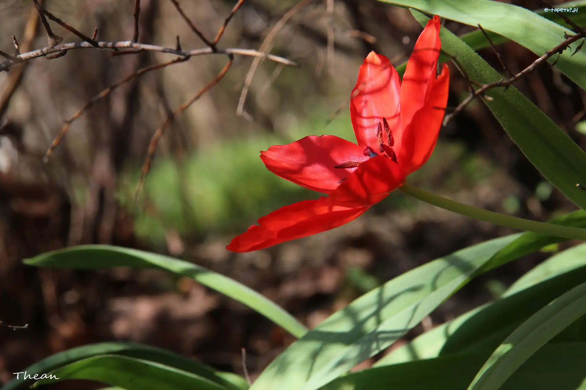 Tulipan, Czerwony