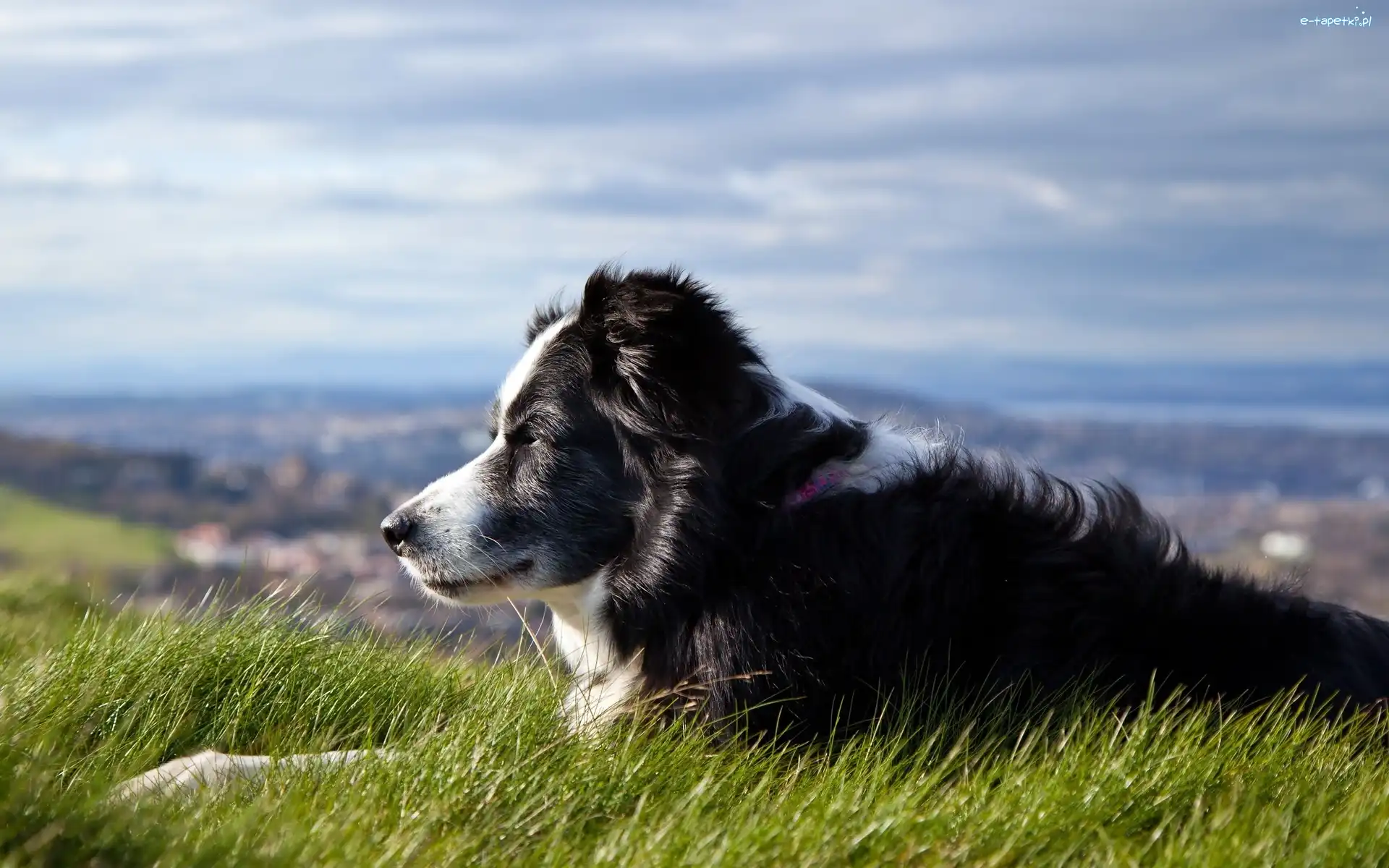 Pies, Łąka, Pasterski, Border Collie, Panorama