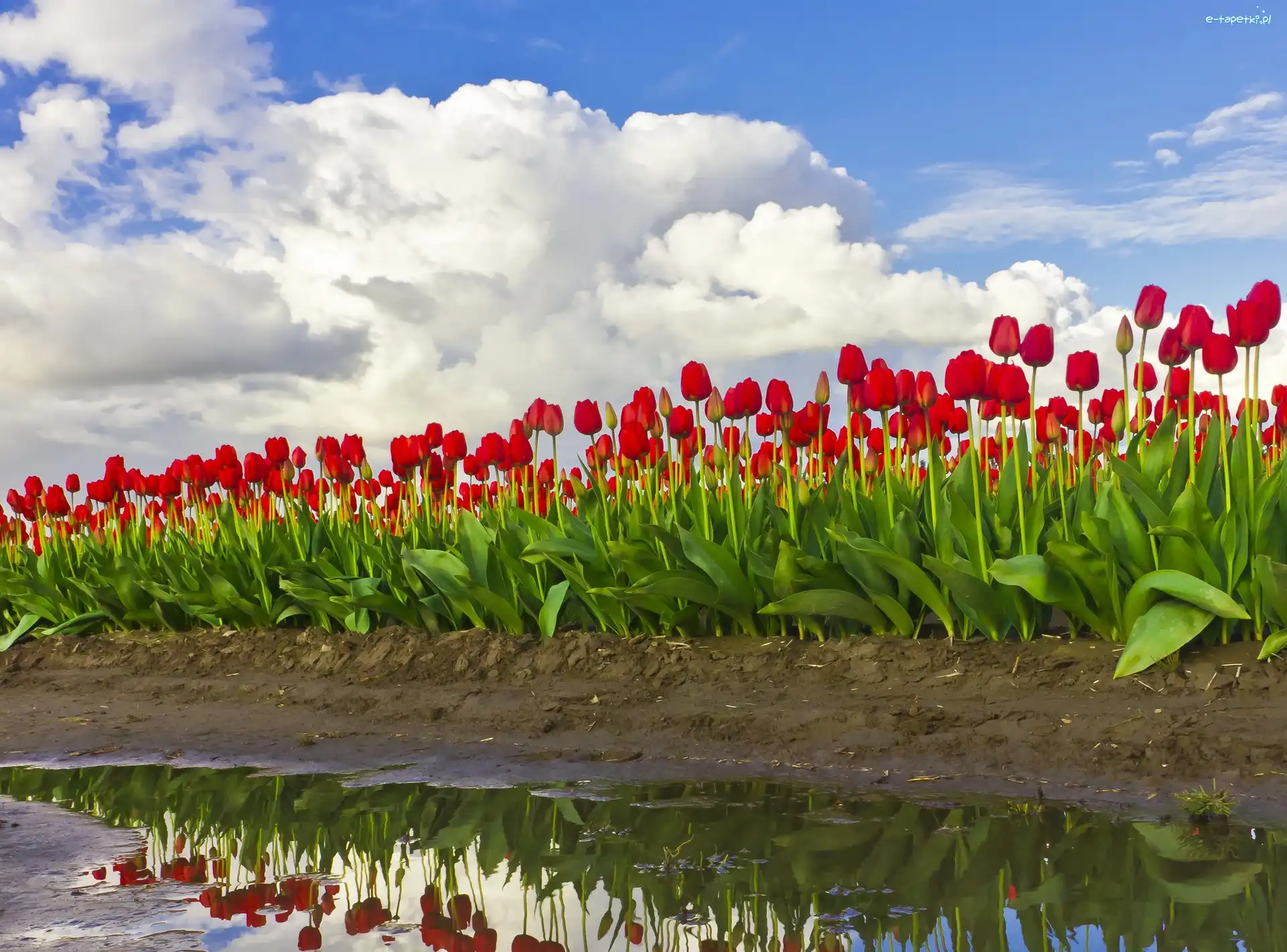 Tulipany, Woda, Uprawa, Czerwone
