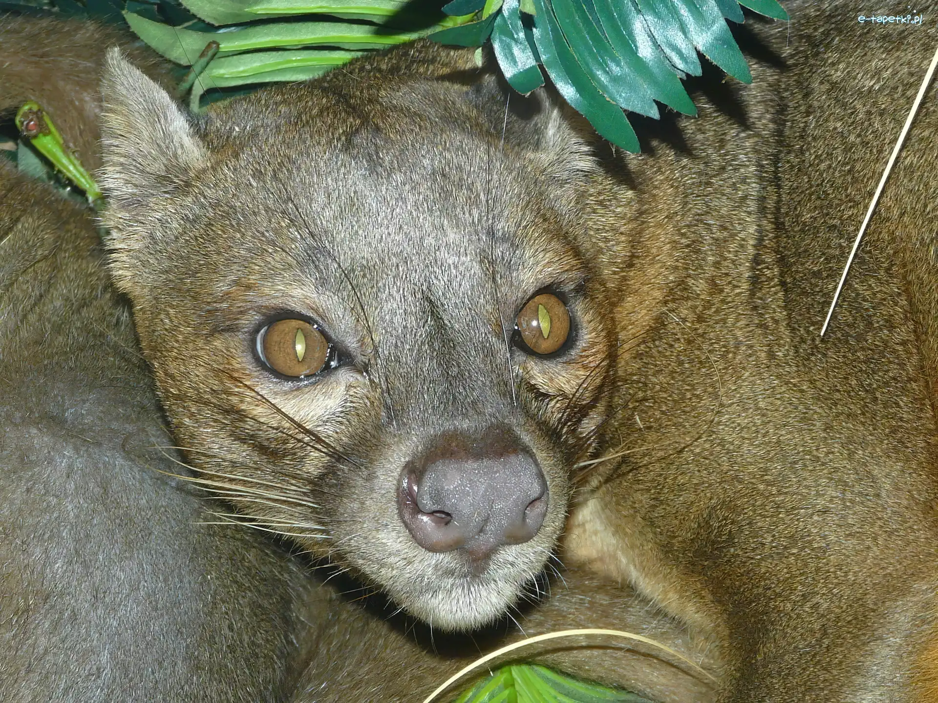 Oczy, Fossa