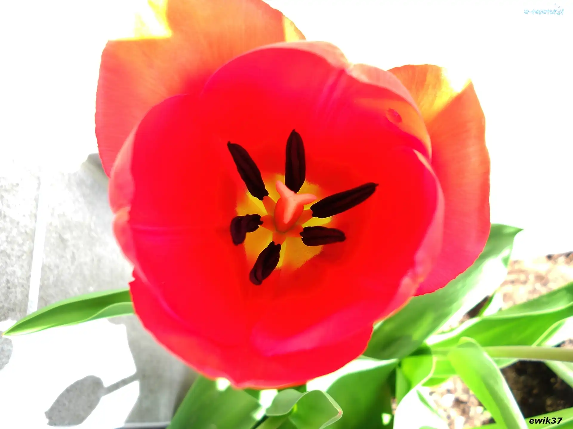 Tulipan, Czerwony