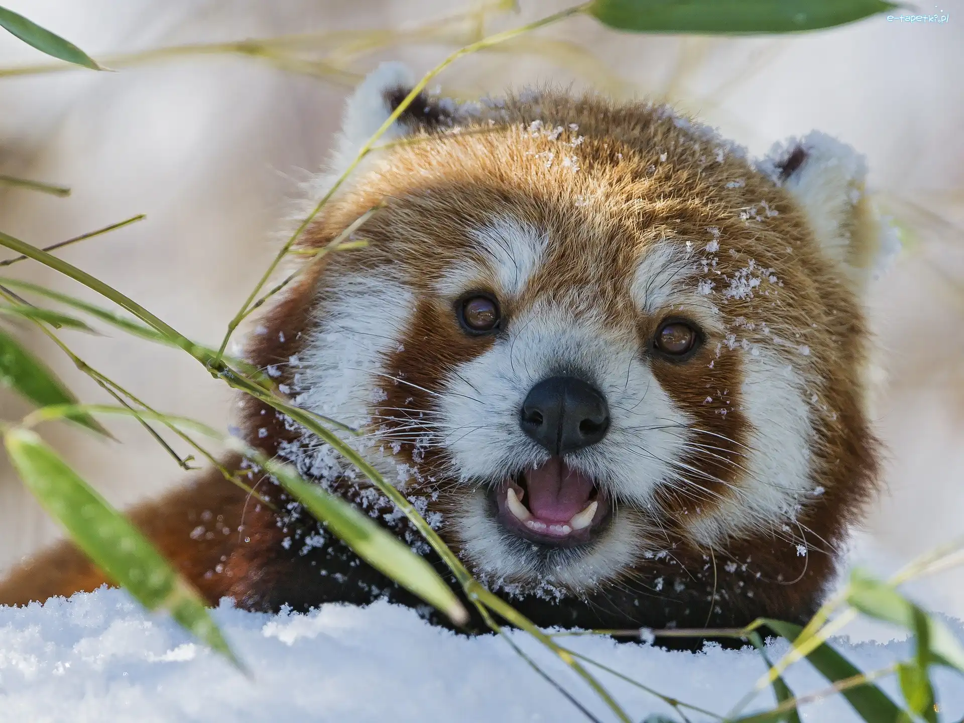 Pandka ruda, Panda, Czerwona