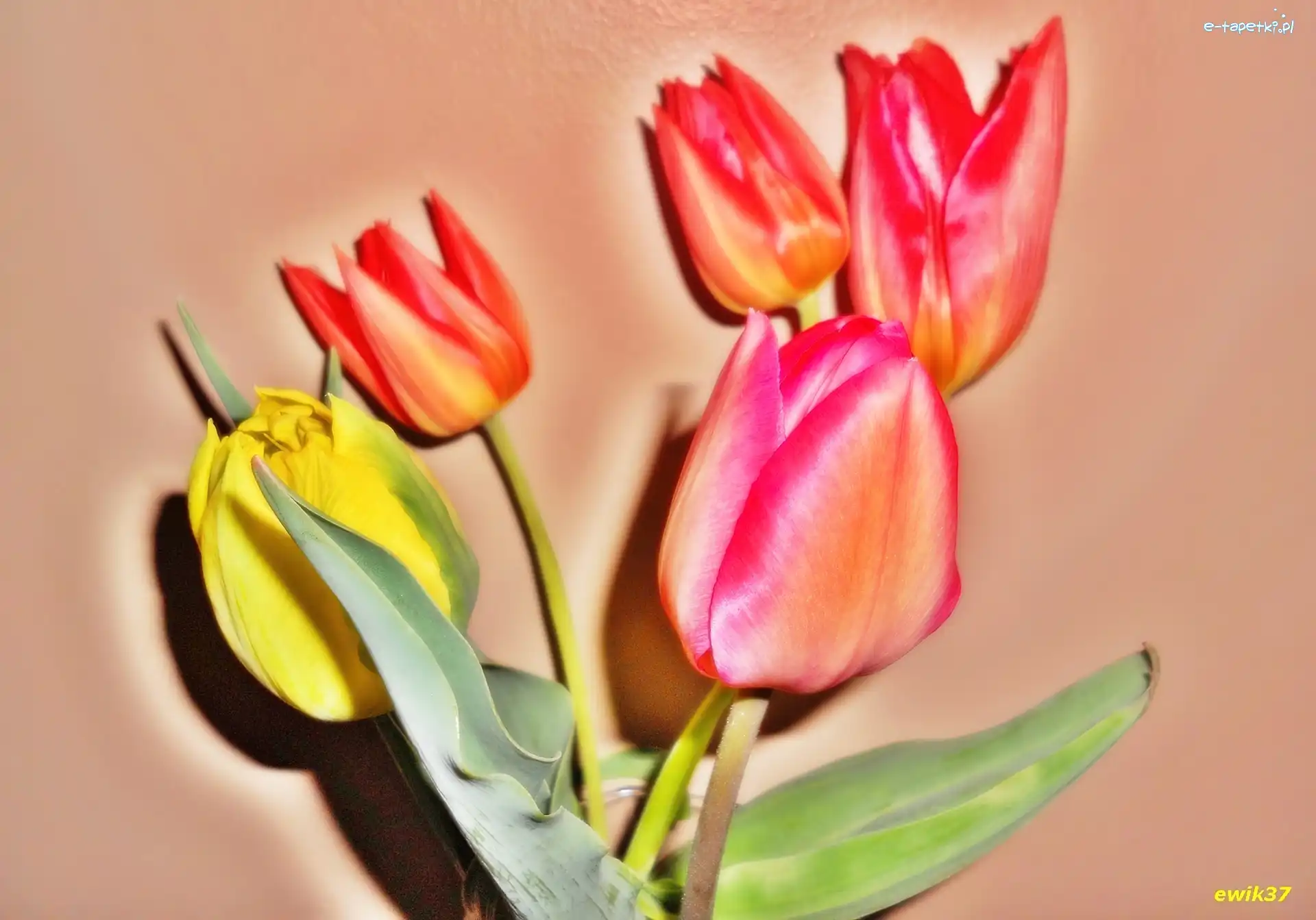 Efekty Graficzne, Tulipany, Kwiaty