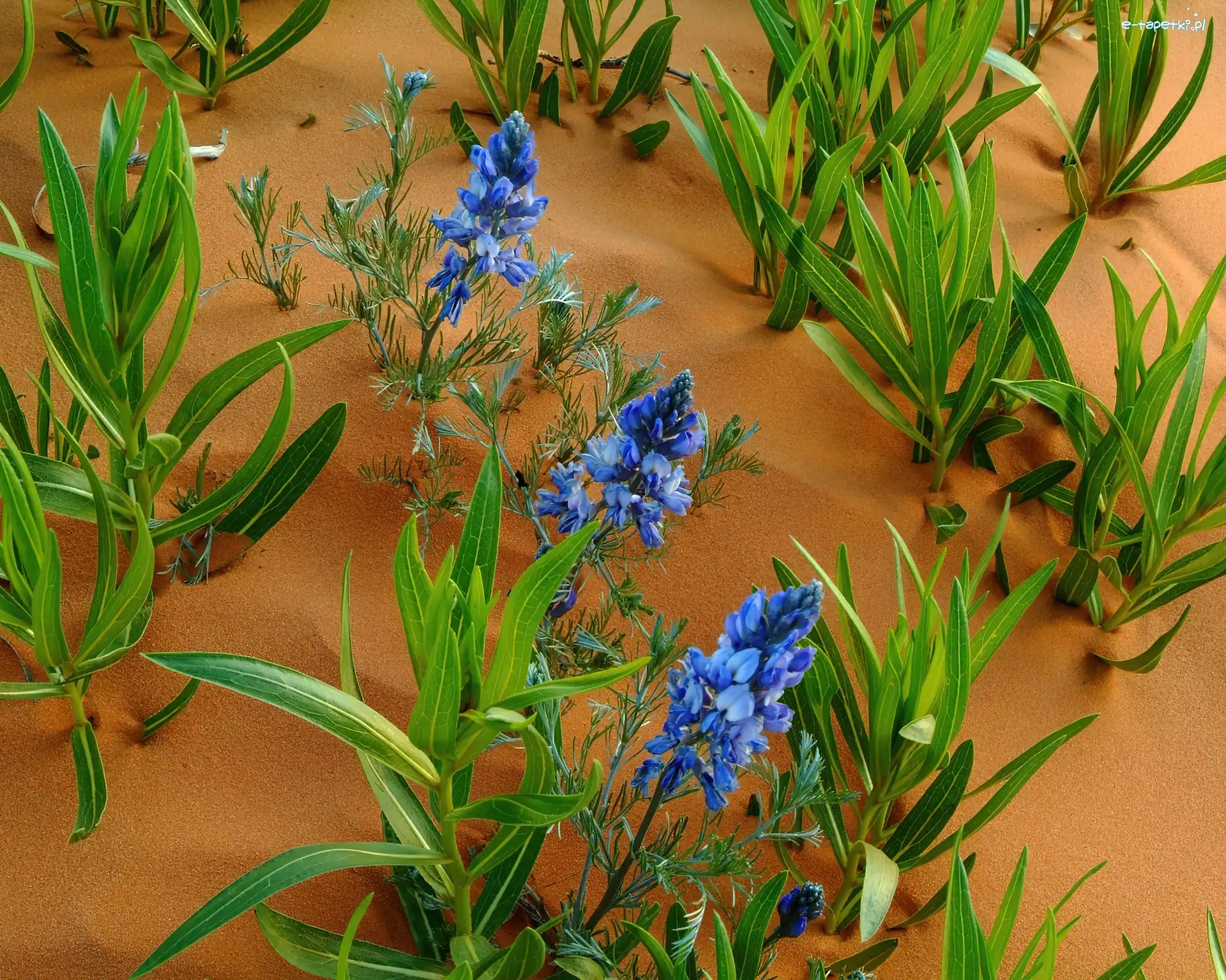 Niebieskie, Sophora, Kwiatki, Piasek, Listki