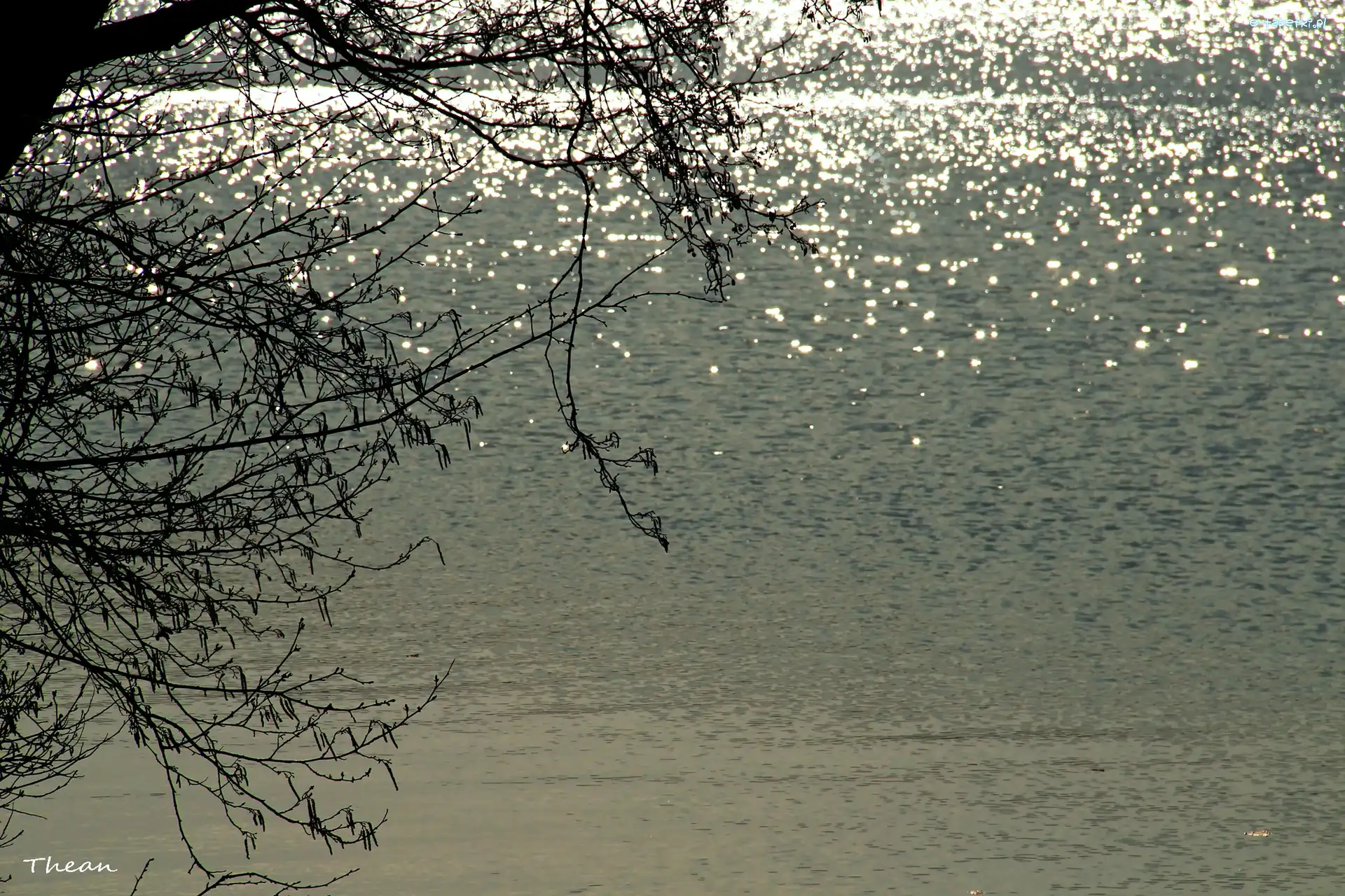 Drzewo, Jezioro