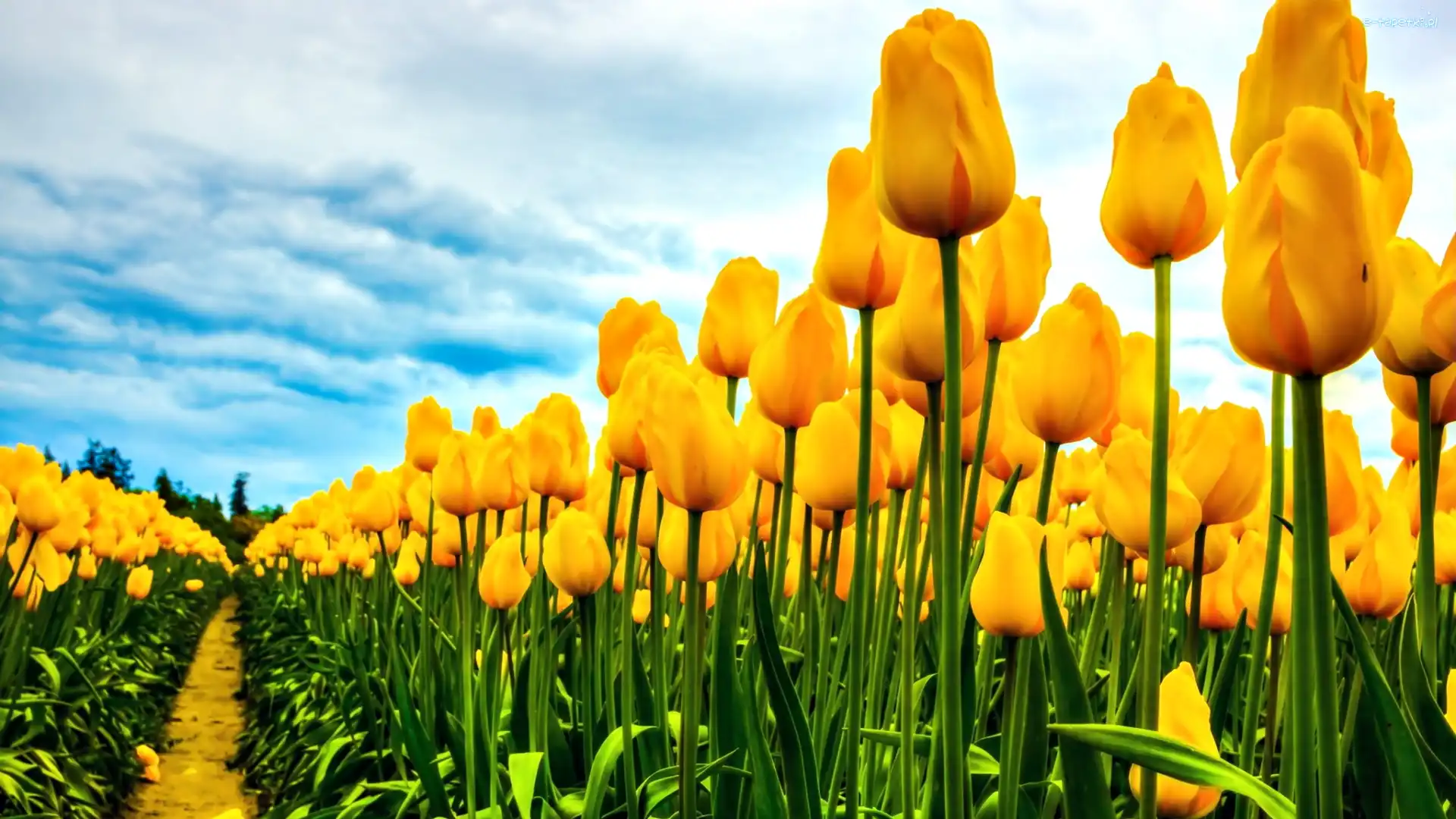 Uprawa, Tulipany, Żółte
