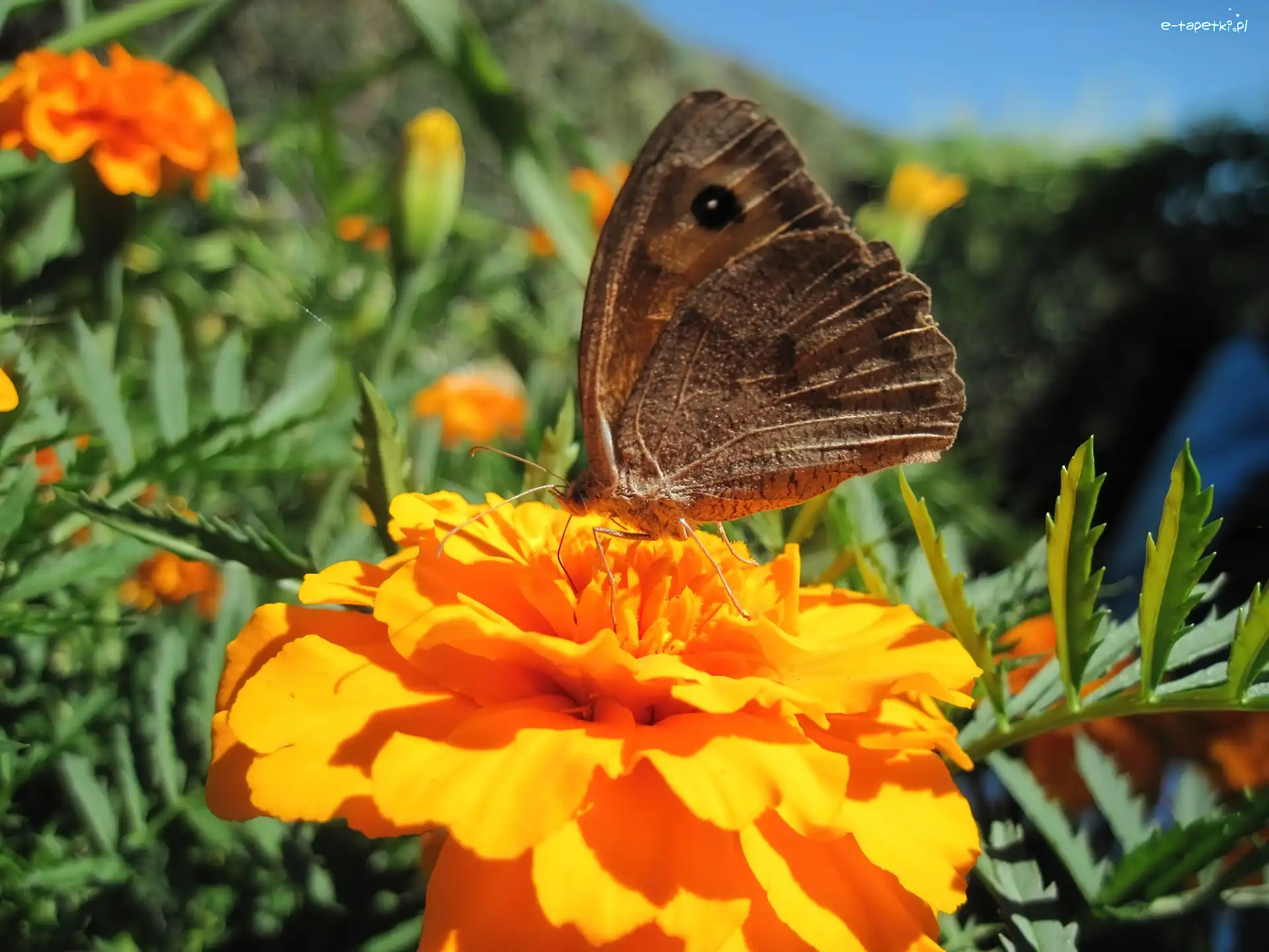 Motyl, Aksamitki, Kwiaty
