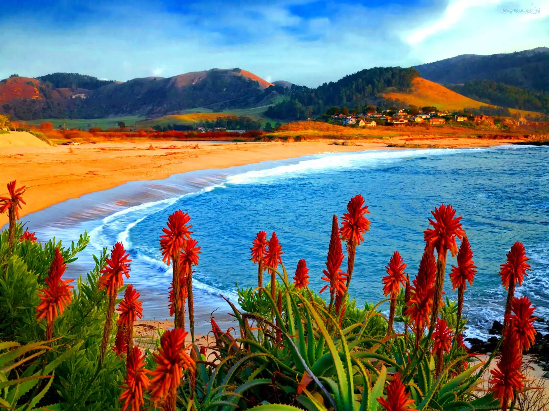 Morze, Góry, Plaża, Aloes, Kwiaty