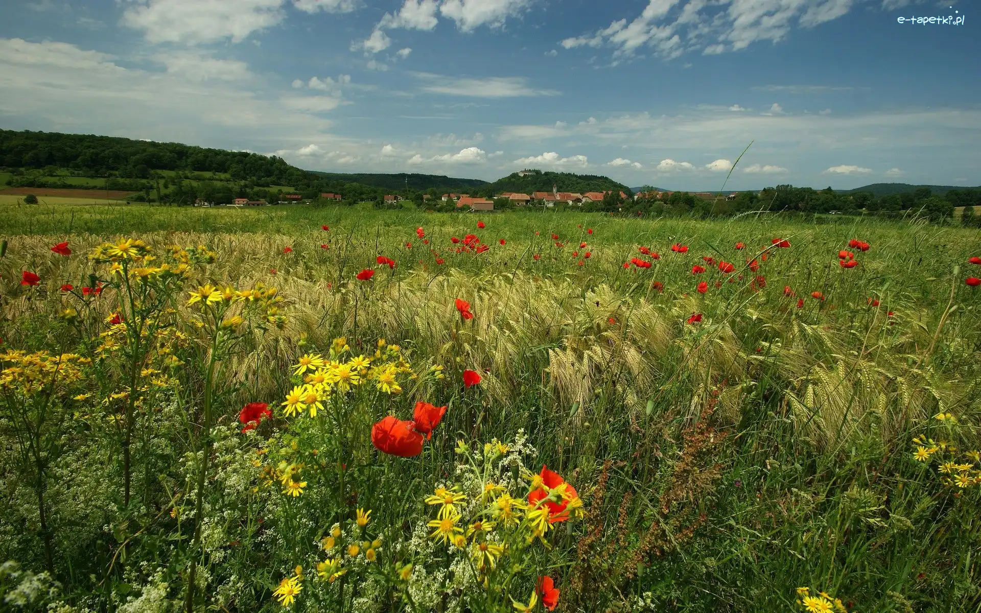 Maki, Zboże, Łąka
