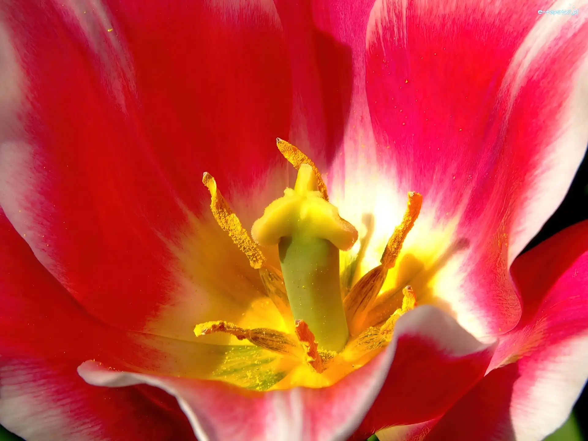 Pręciki, Tulipan
