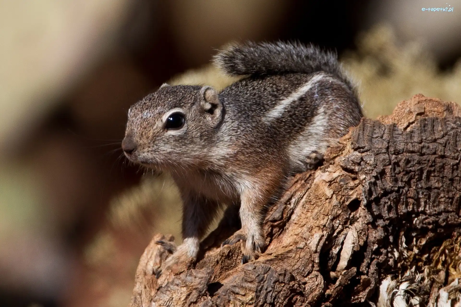 Drzewo, Chipmunk