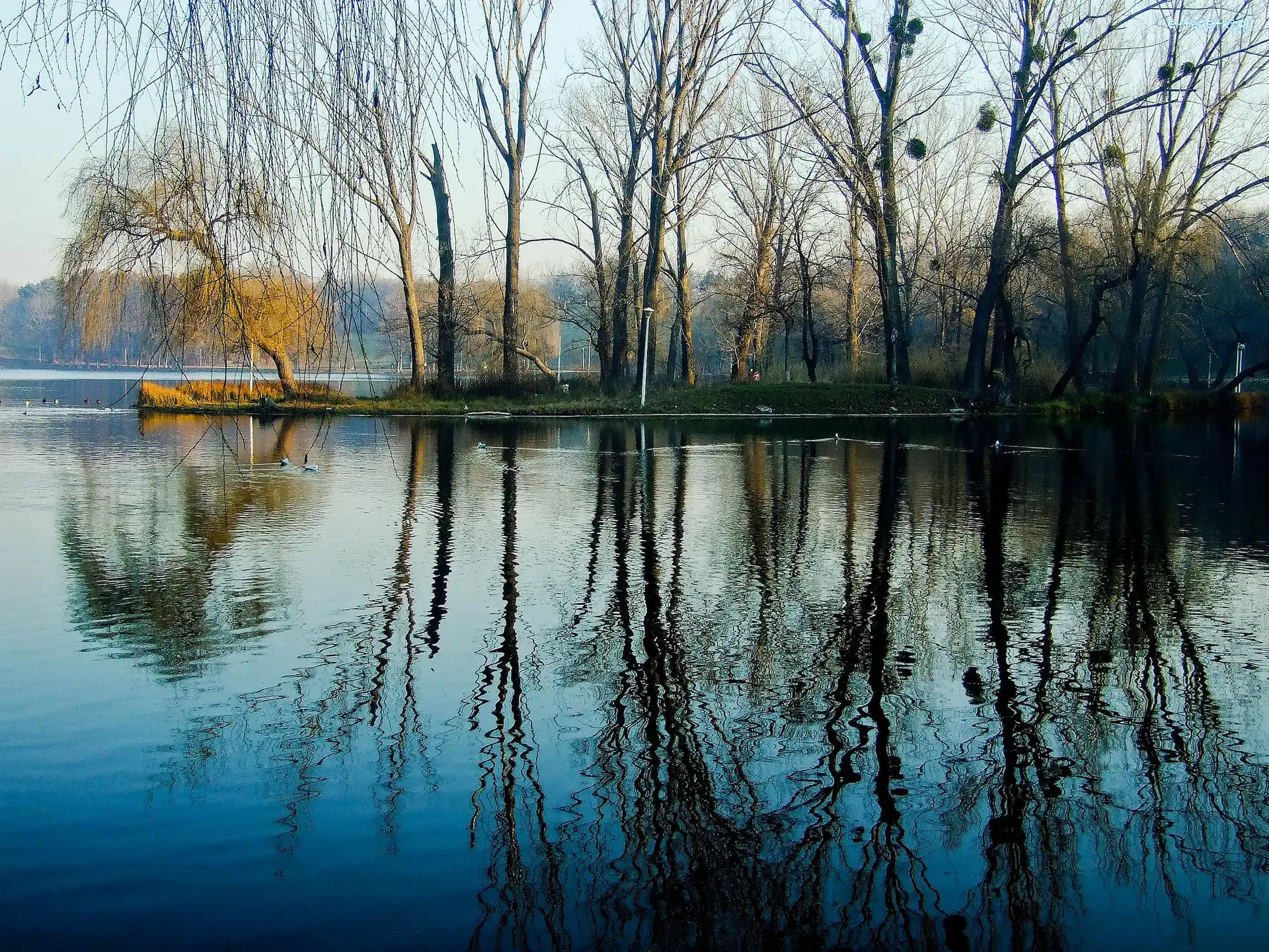Jezioro, Kaczki, Lasy, Wodne, Odbicie