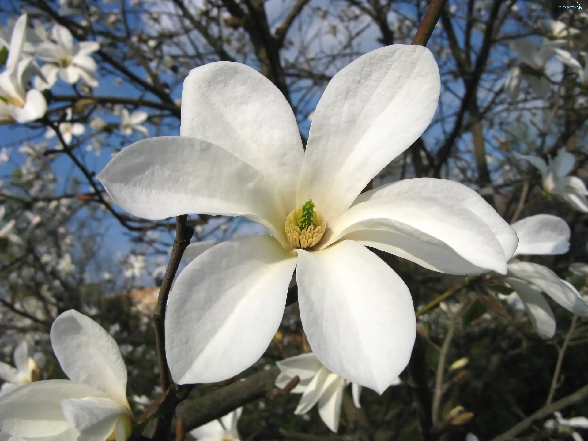 Magnolii, Kwiat, Biały