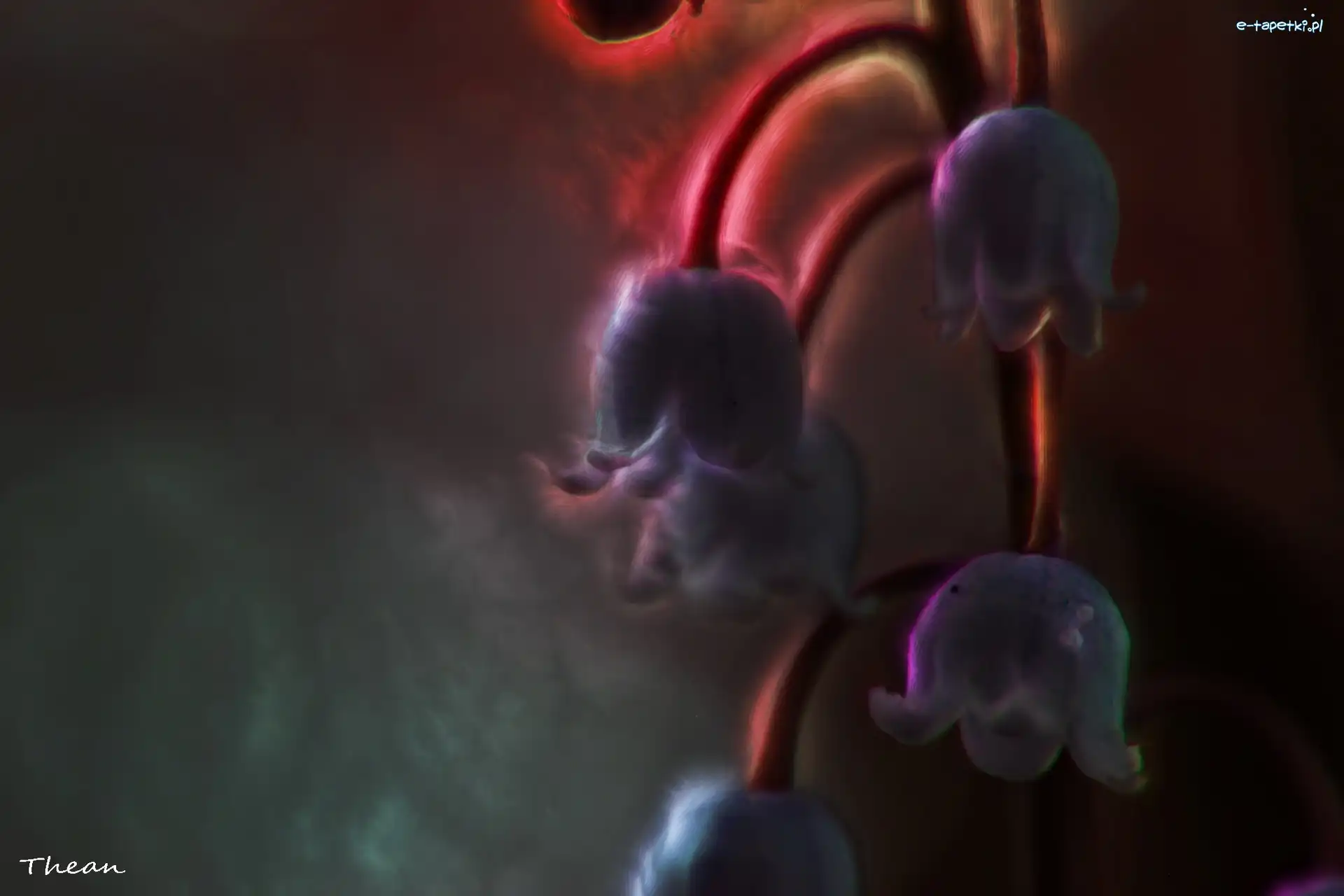 Fractalius, Konwalia Majowa