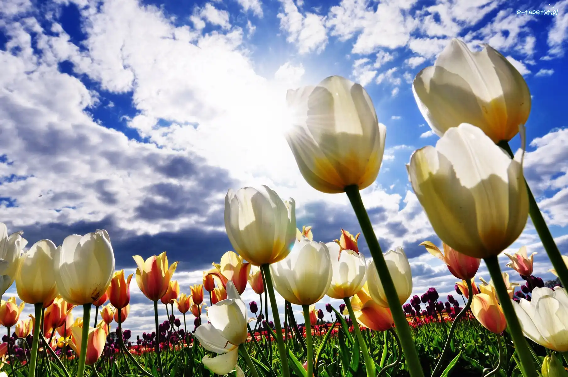 Chmury, Tulipany