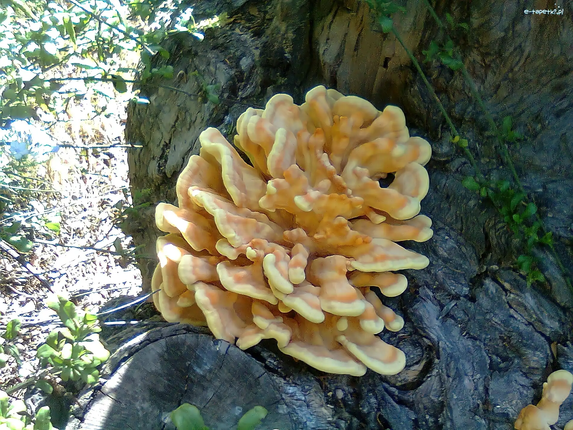 Huba, Drzewa, Pień