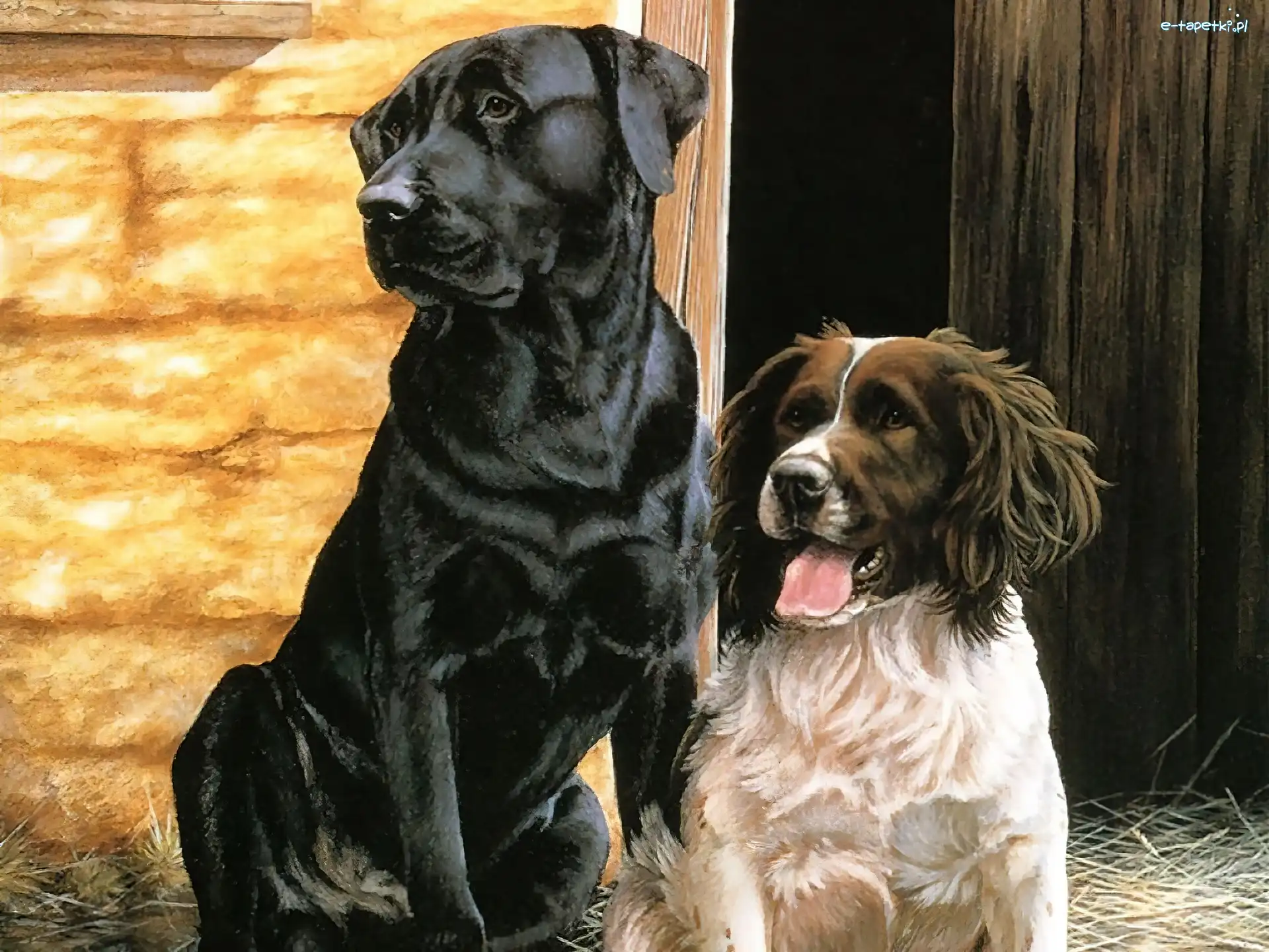 Dwa, Szopa, Pieski, Labrador Retriever, Cocker spaniel angielski