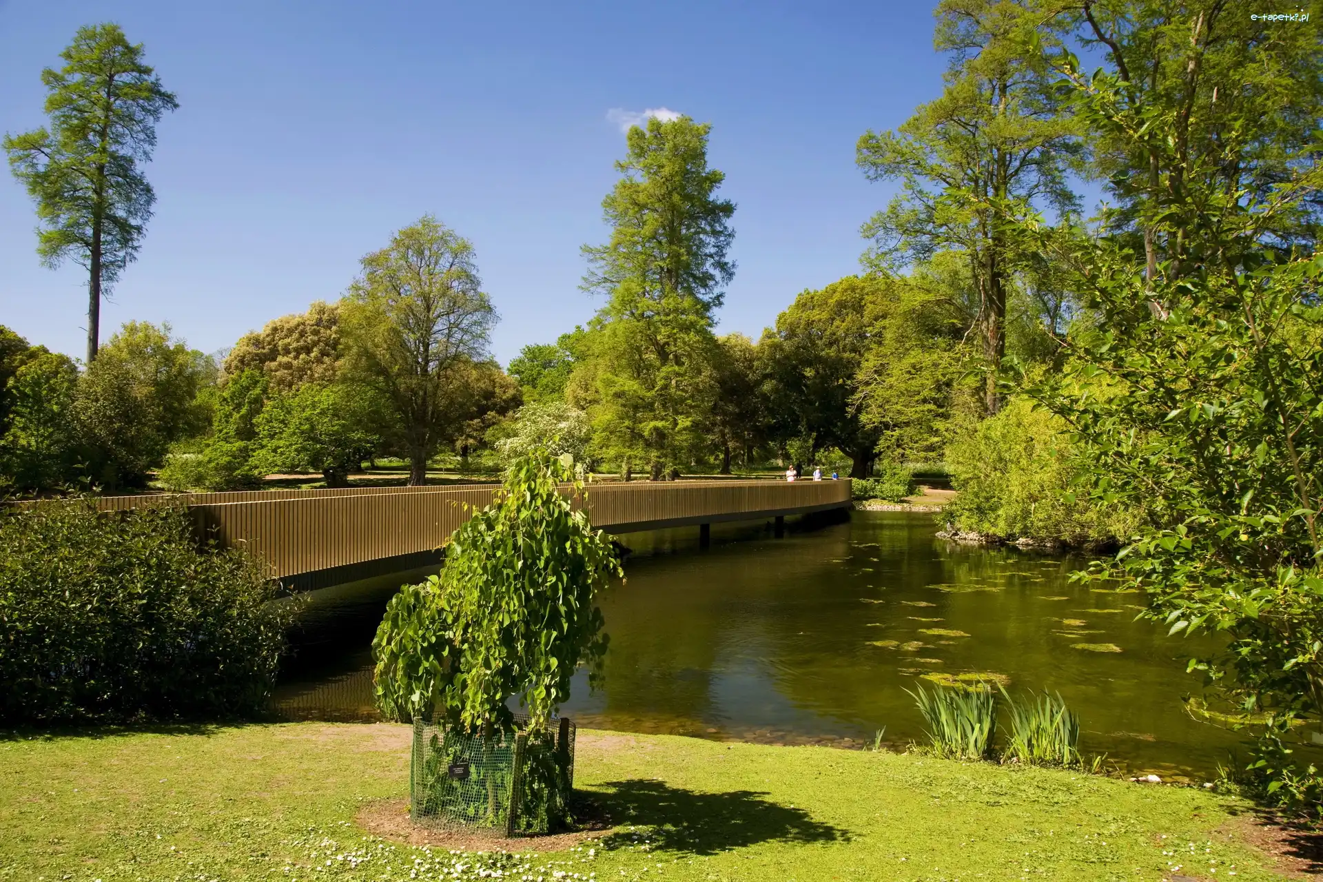 Rzeka, Drzewa, Most, Park