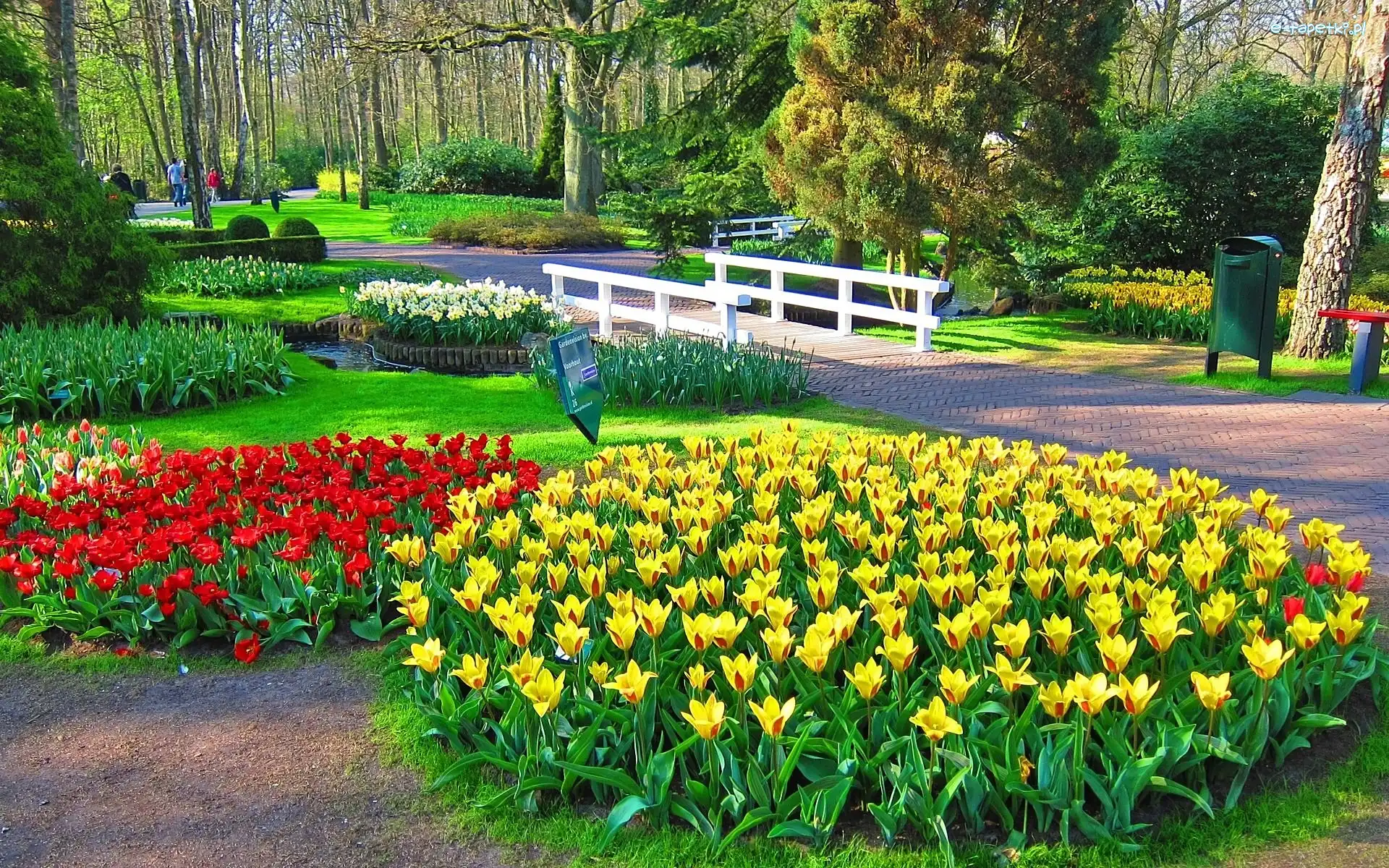 Alejka, Tulipany, Mostek, Park