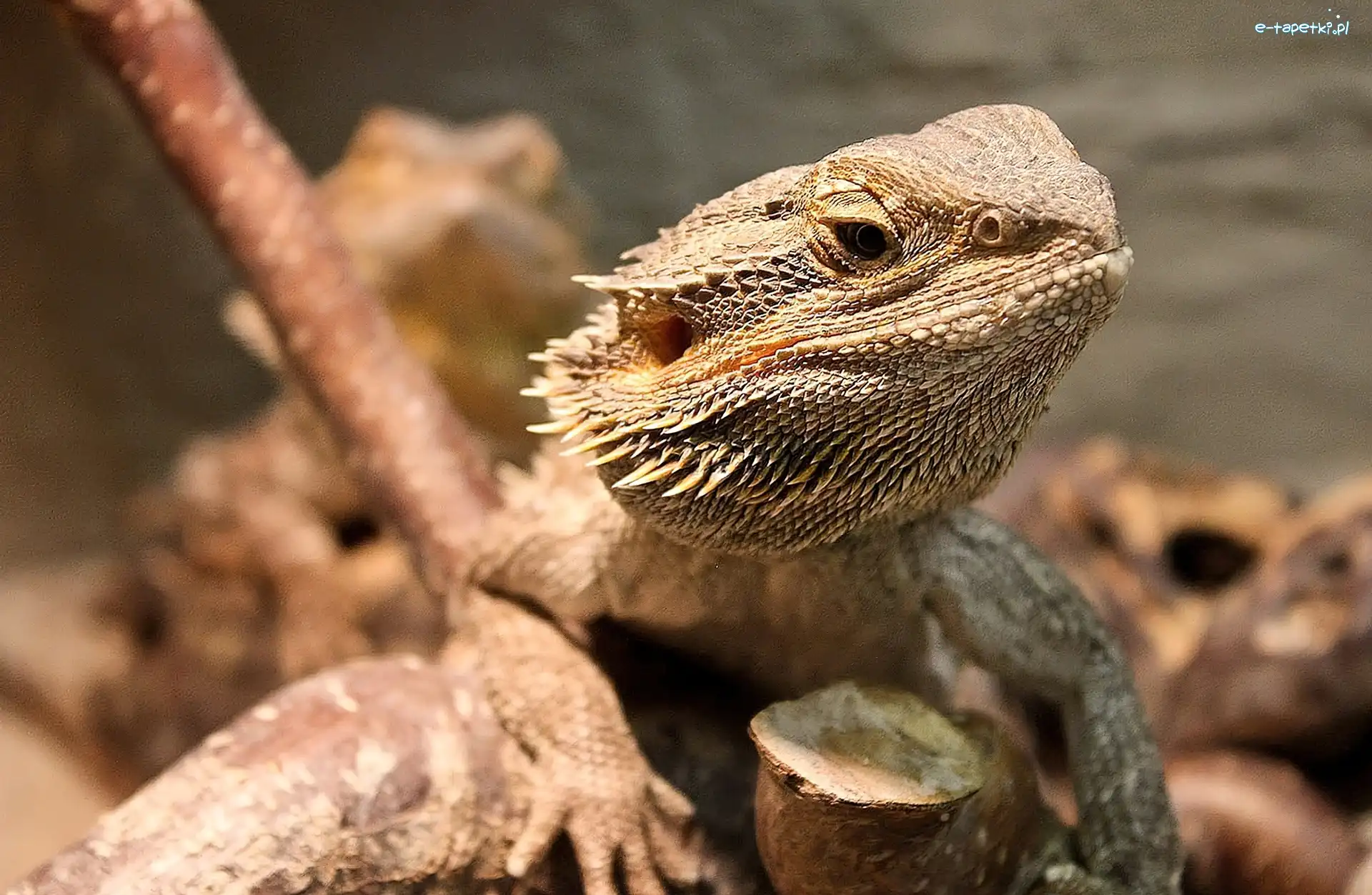 Agama brodata