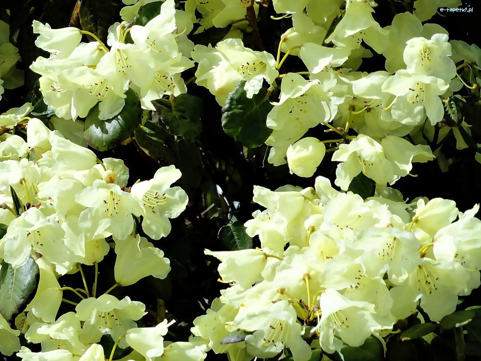 Rododendron, Campylocarpum, Odmiany, Biały