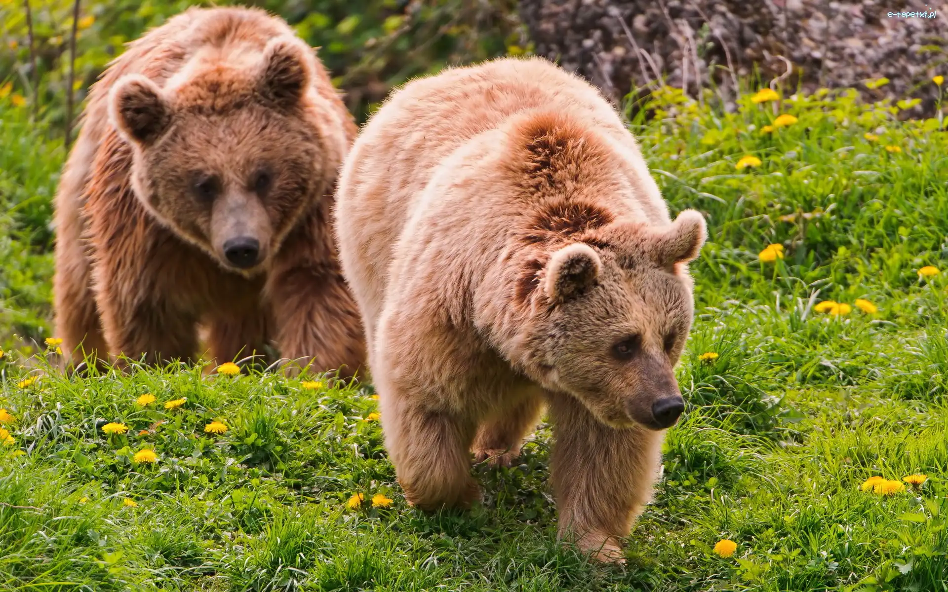 Las, Brunatne, Niedzwiedzie