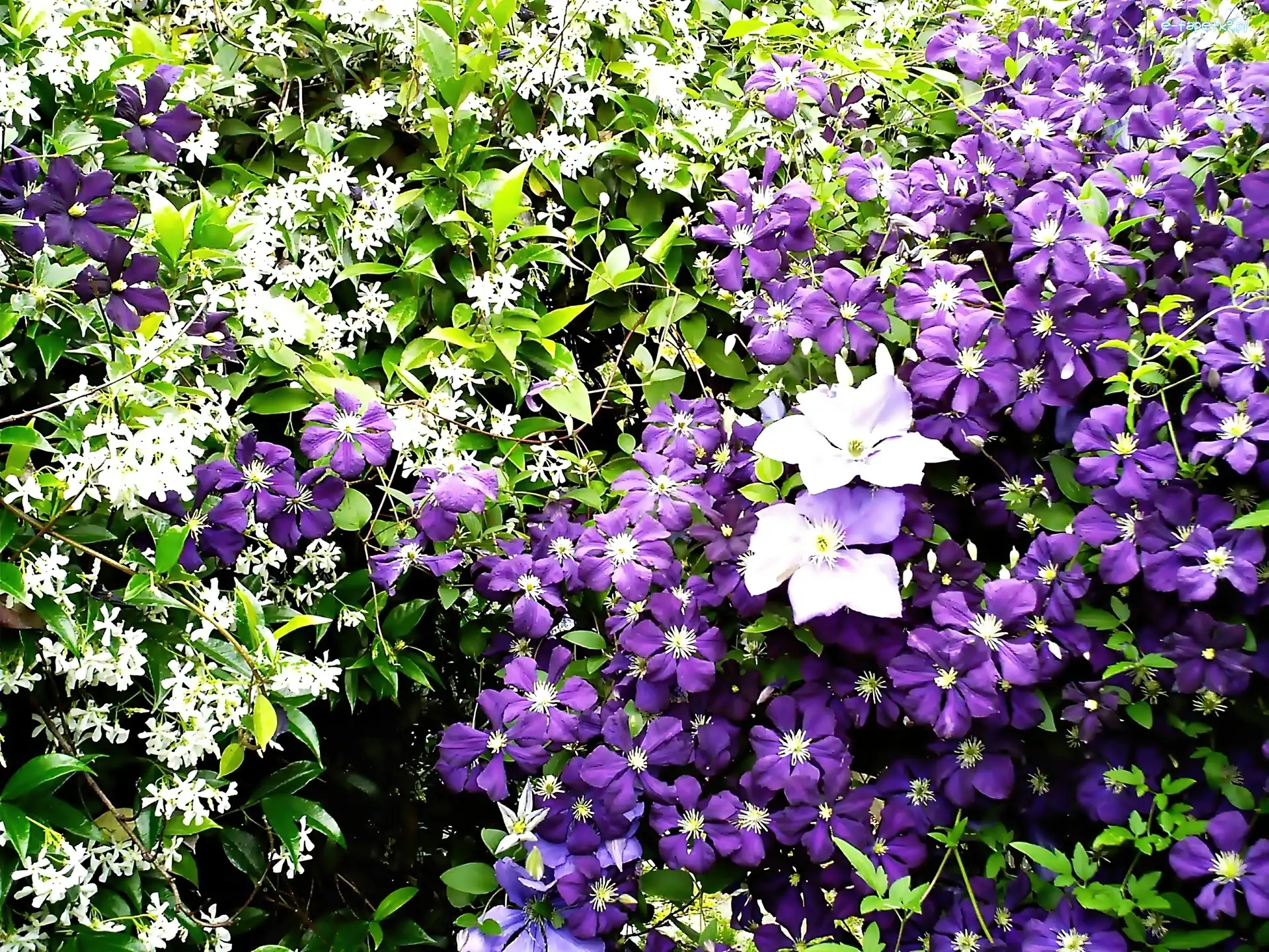 Clematis, Jaśmin