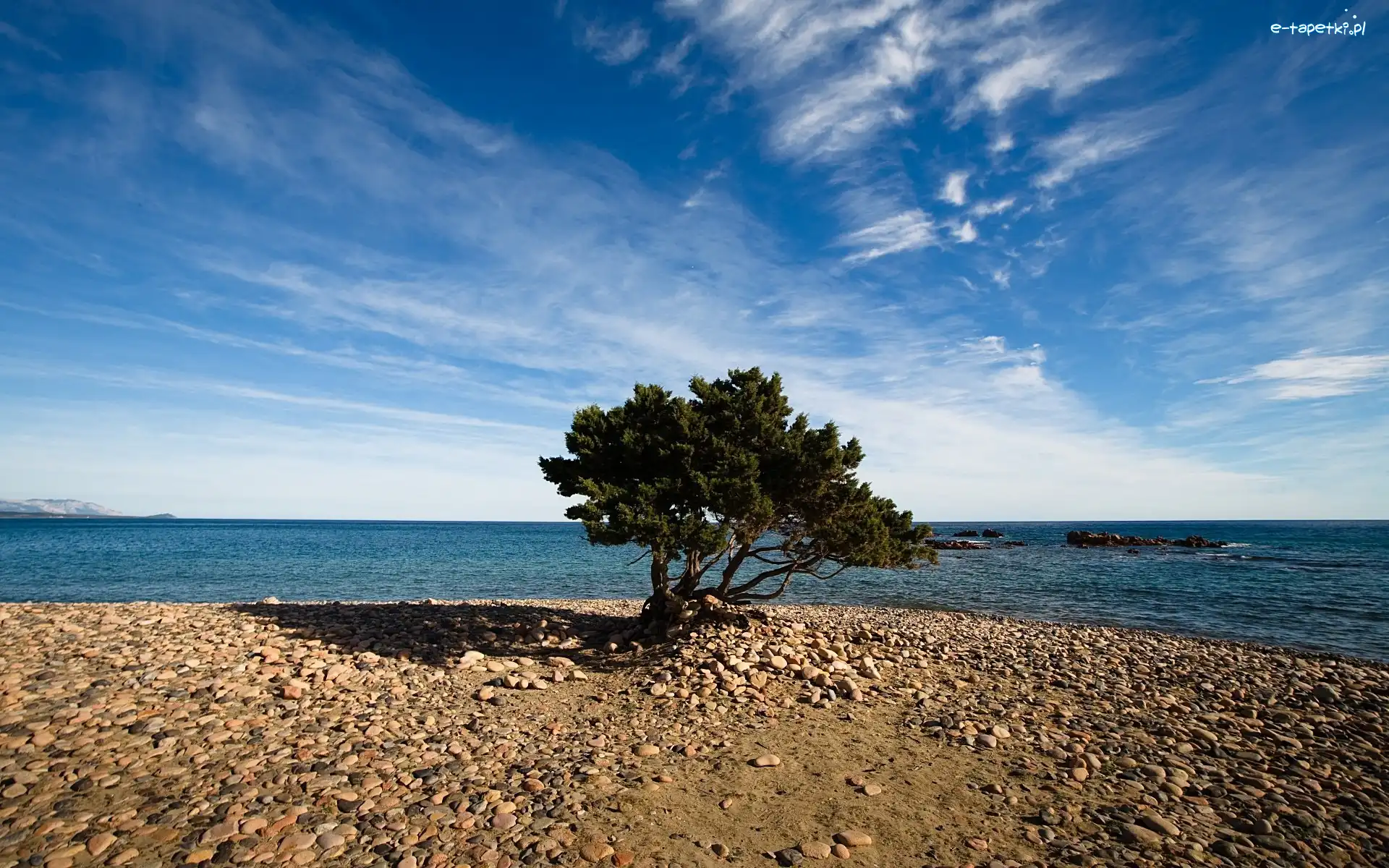 Kamienna, Drzewo, Plaża, Morze