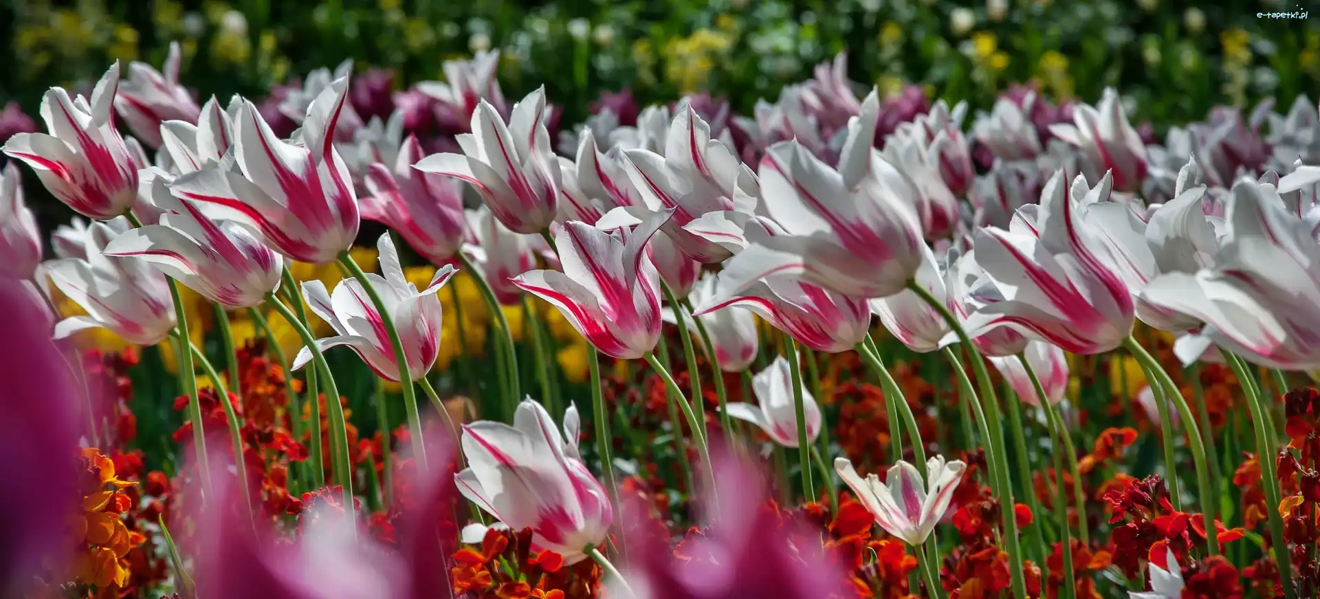 Tulipany, Kwiaty