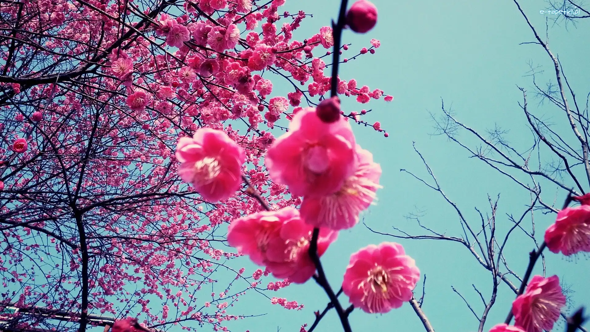Japonia, Wiśnia, Kwitnąca