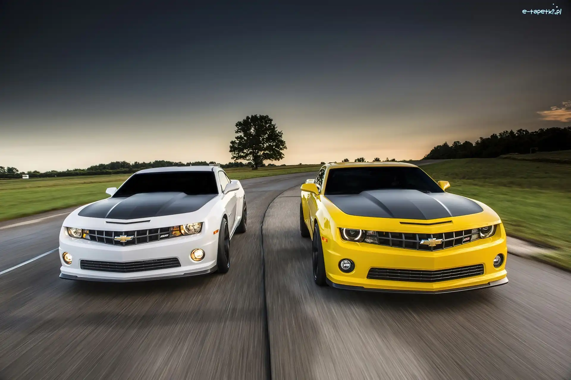 1LE, Chevrolety, Camaro, 2013, Drzewa, Droga