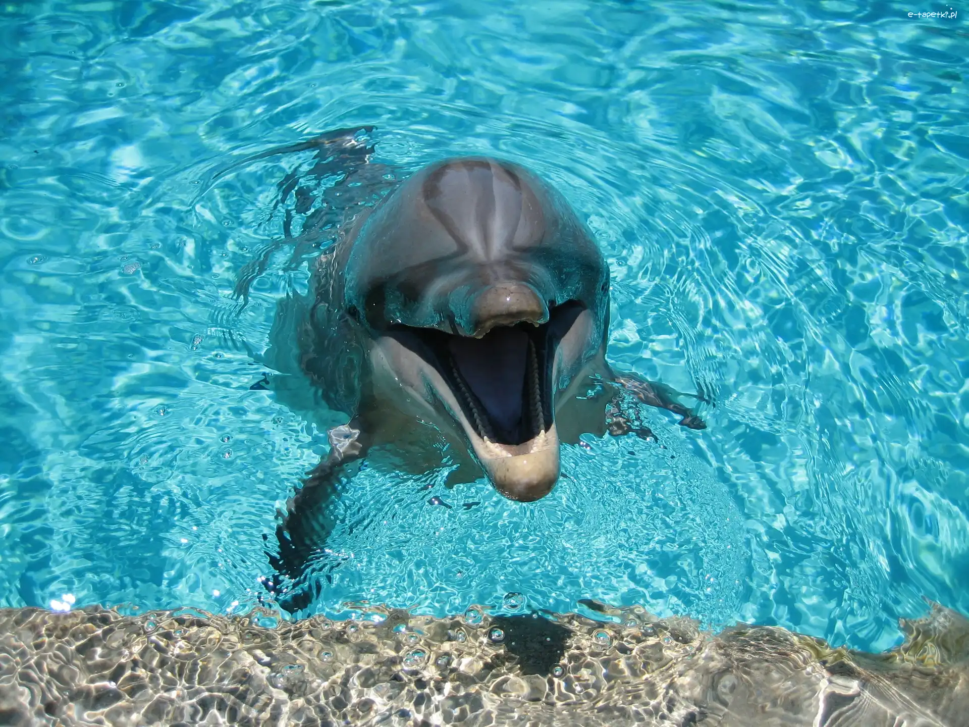 Basen, Woda, Delfinek