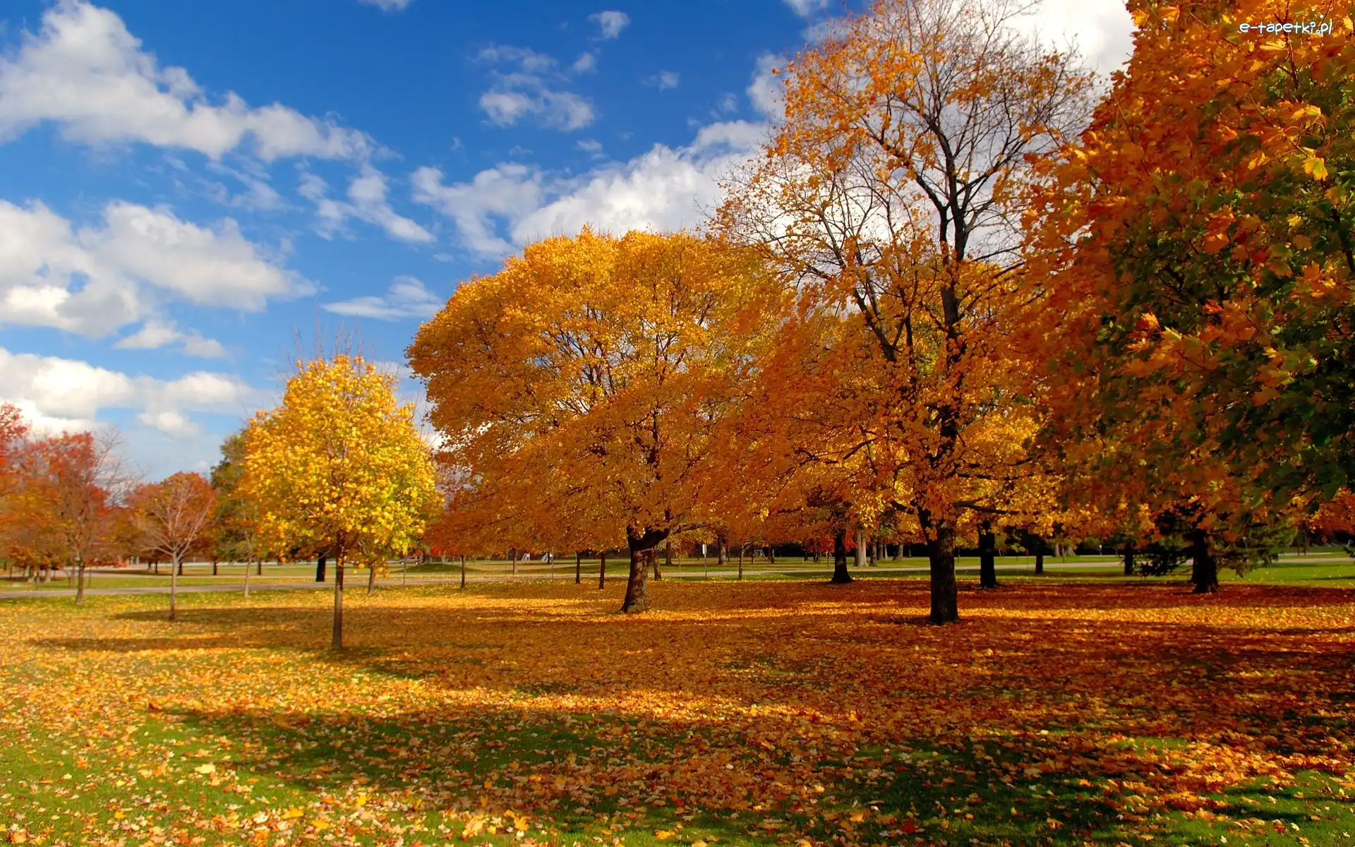 Drzewa, Jesień, Liście, Park