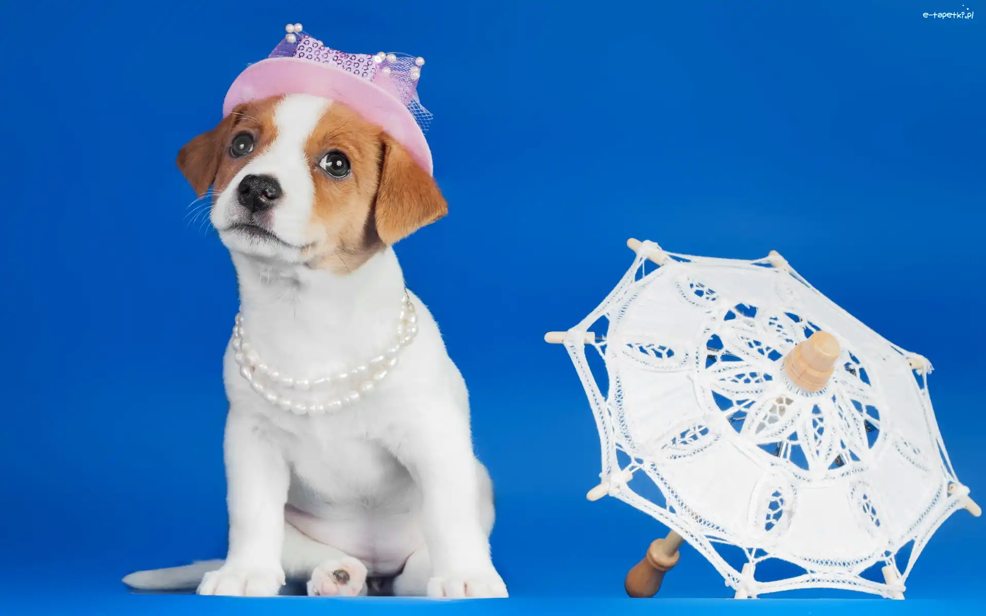 Jack russell terrier, Parasol, Kapelusz, Pies