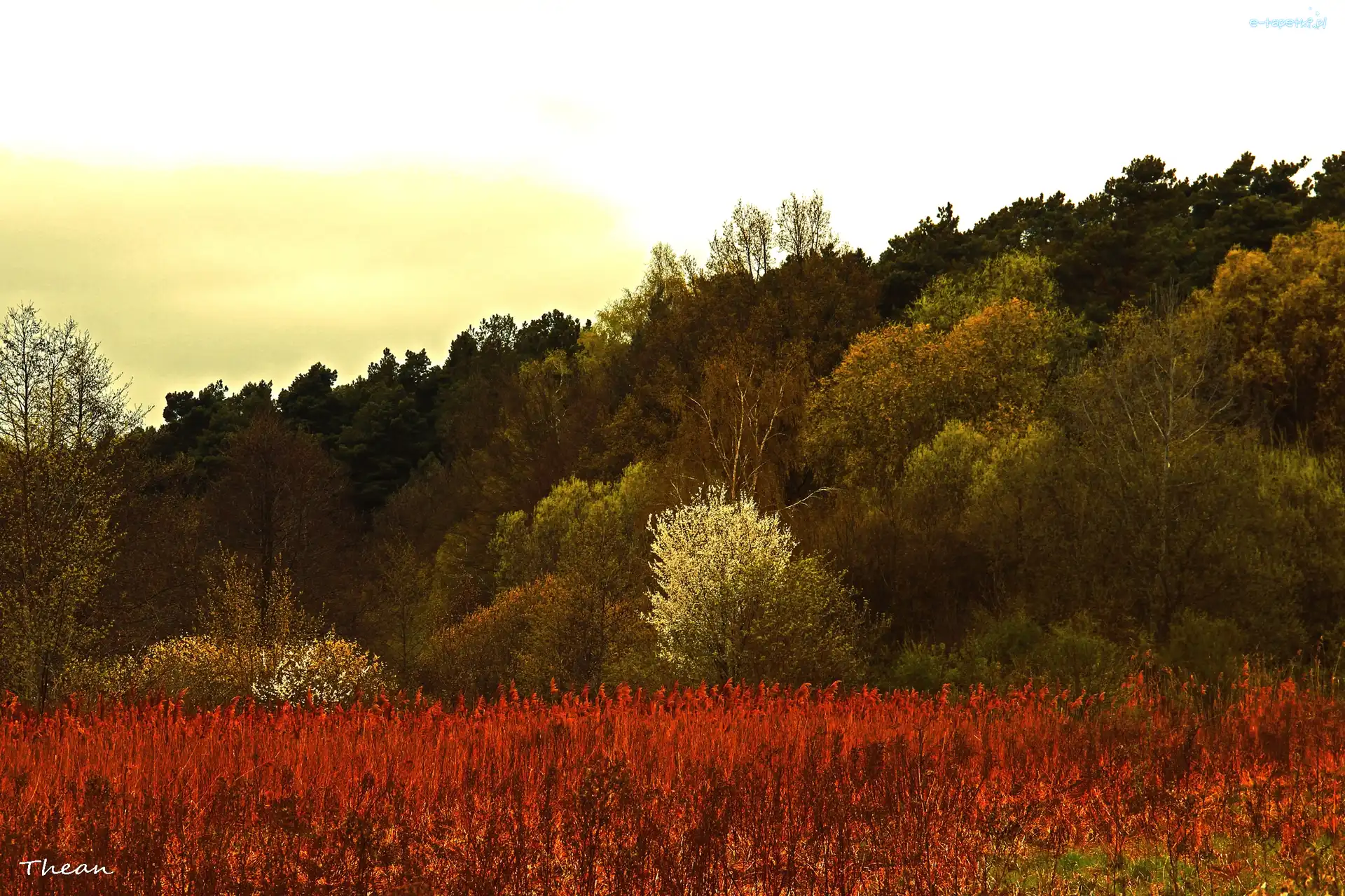 Wiosna, Trawy, Drzewa