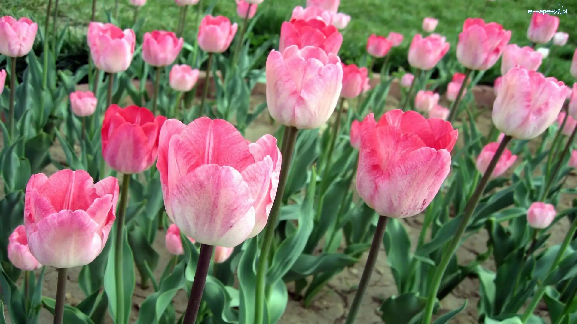 Tulipany, Różowe