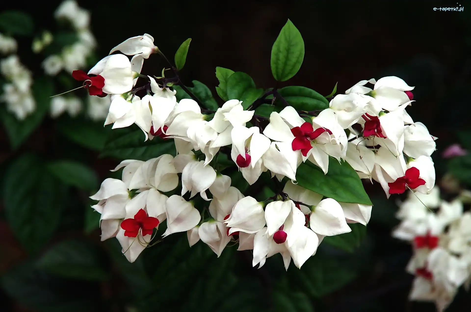 Klerodendrum, Kwiaty, Białe